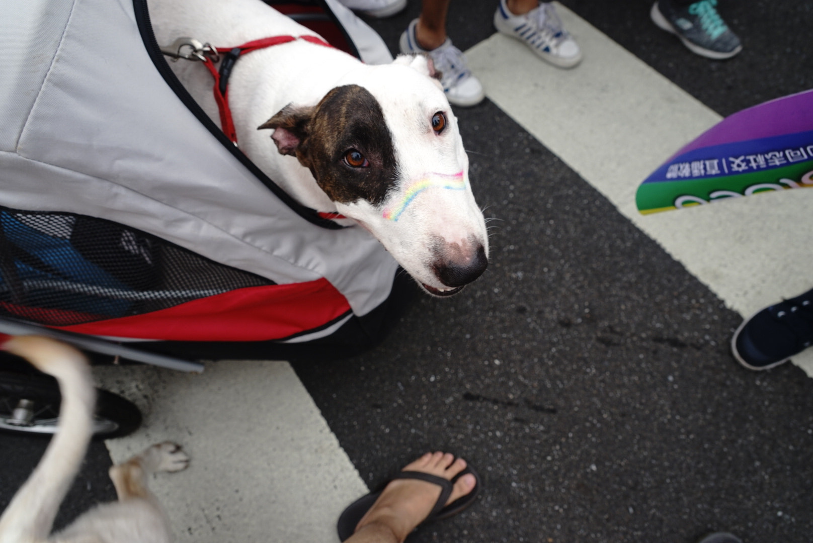 Sony a7 II + Sony FE 24-240mm F3.5-6.3 OSS sample photo. Tw lgbt parade 2016 photography