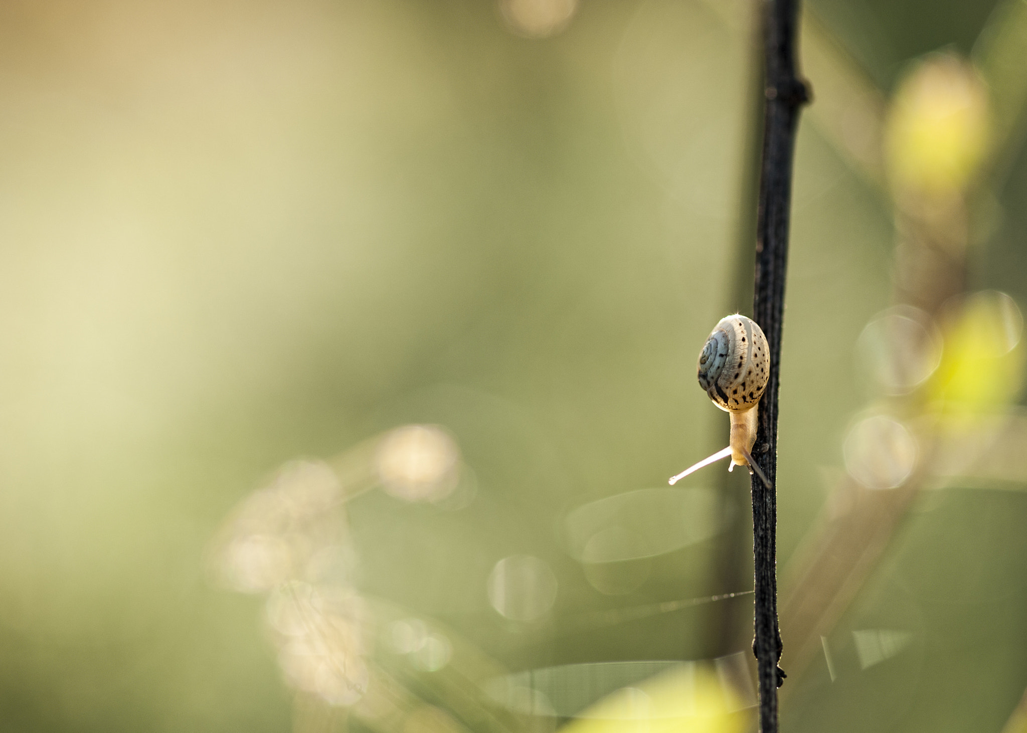 ZEISS Makro-Planar T* 100mm F2 sample photo. Patience photography