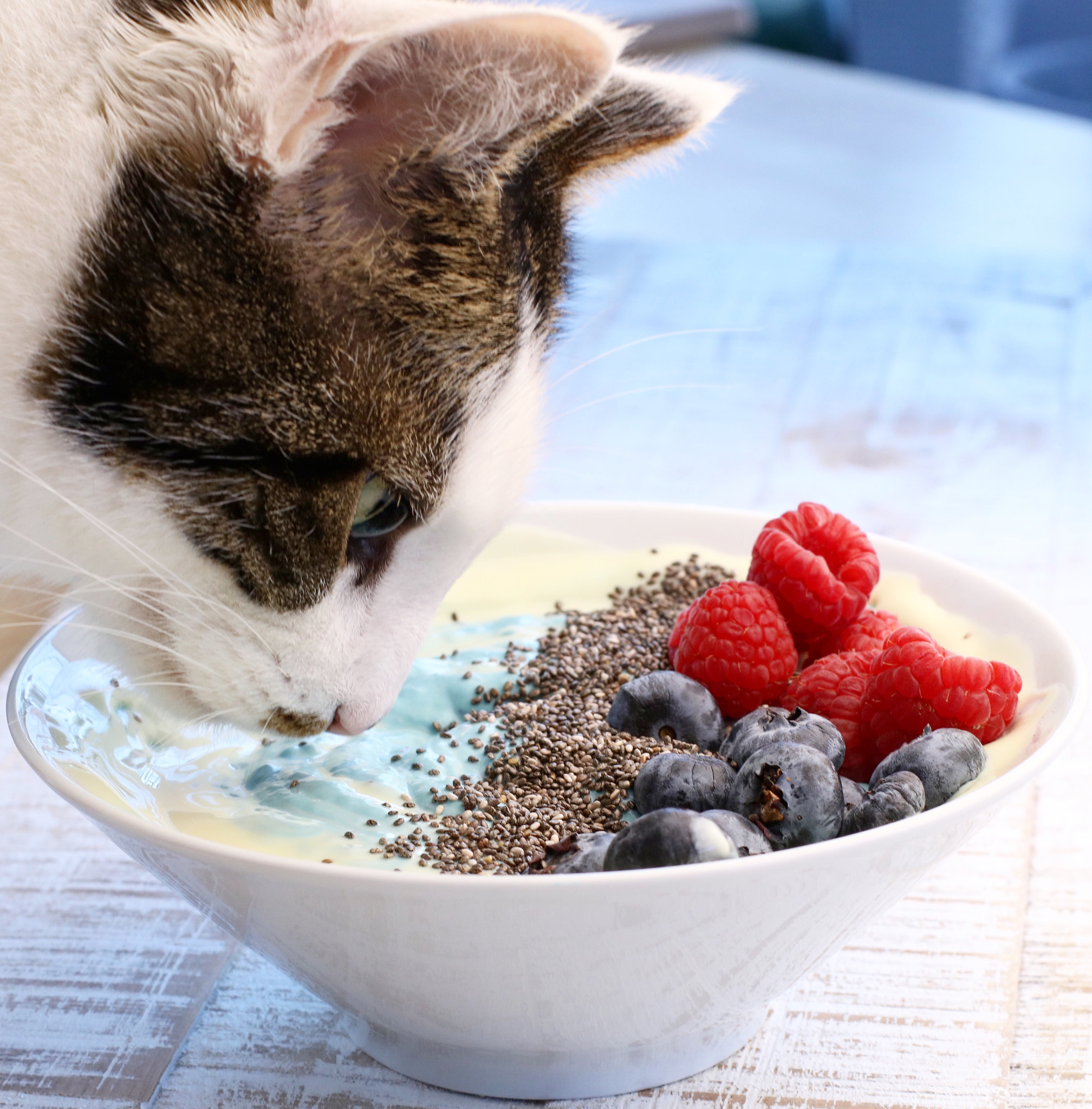 Canon EF 50mm F1.4 USM sample photo. Cat & berries ❤️ photography