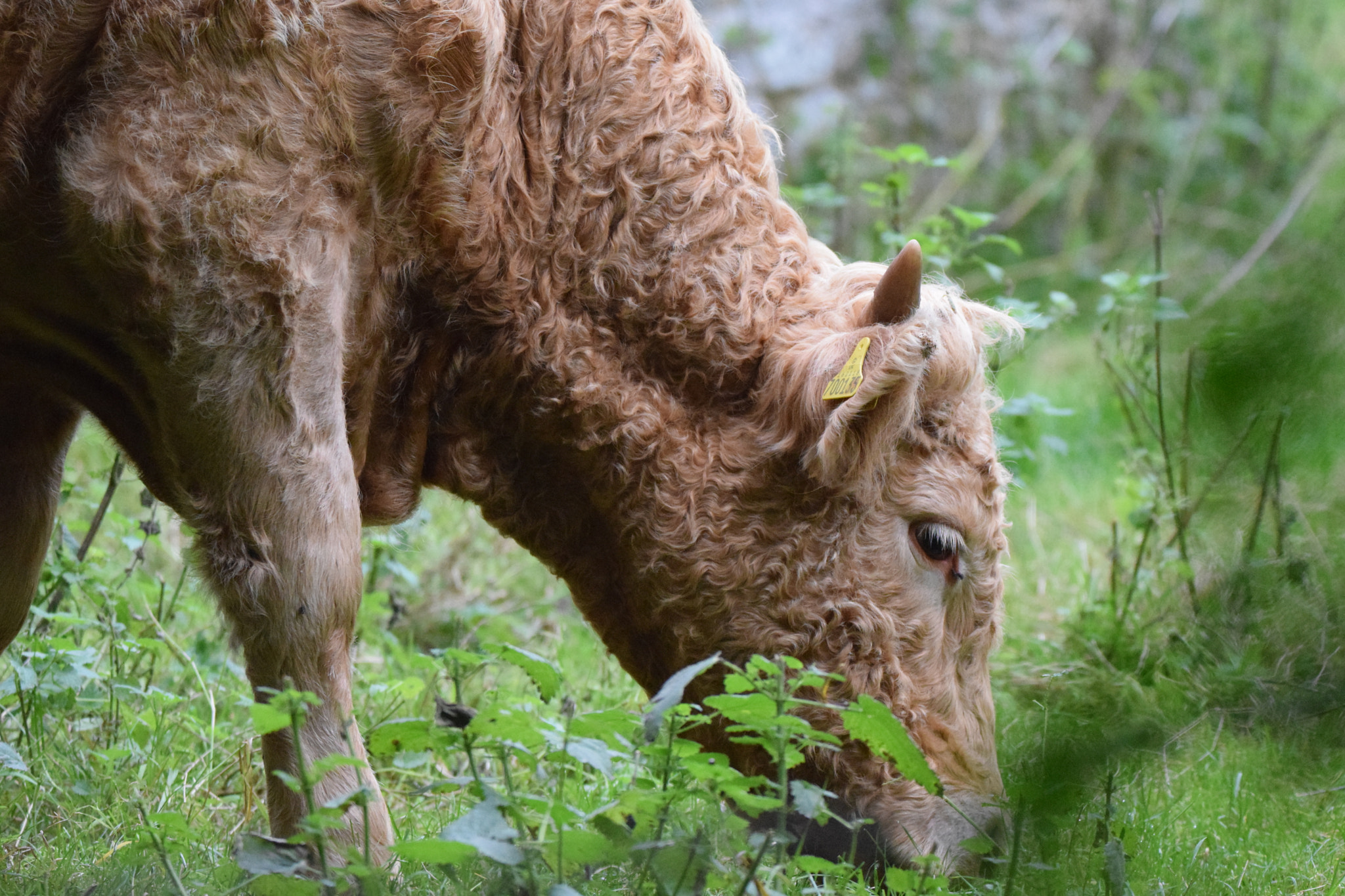 Sigma 150-600mm F5-6.3 DG OS HSM | C sample photo. Cow eating photography