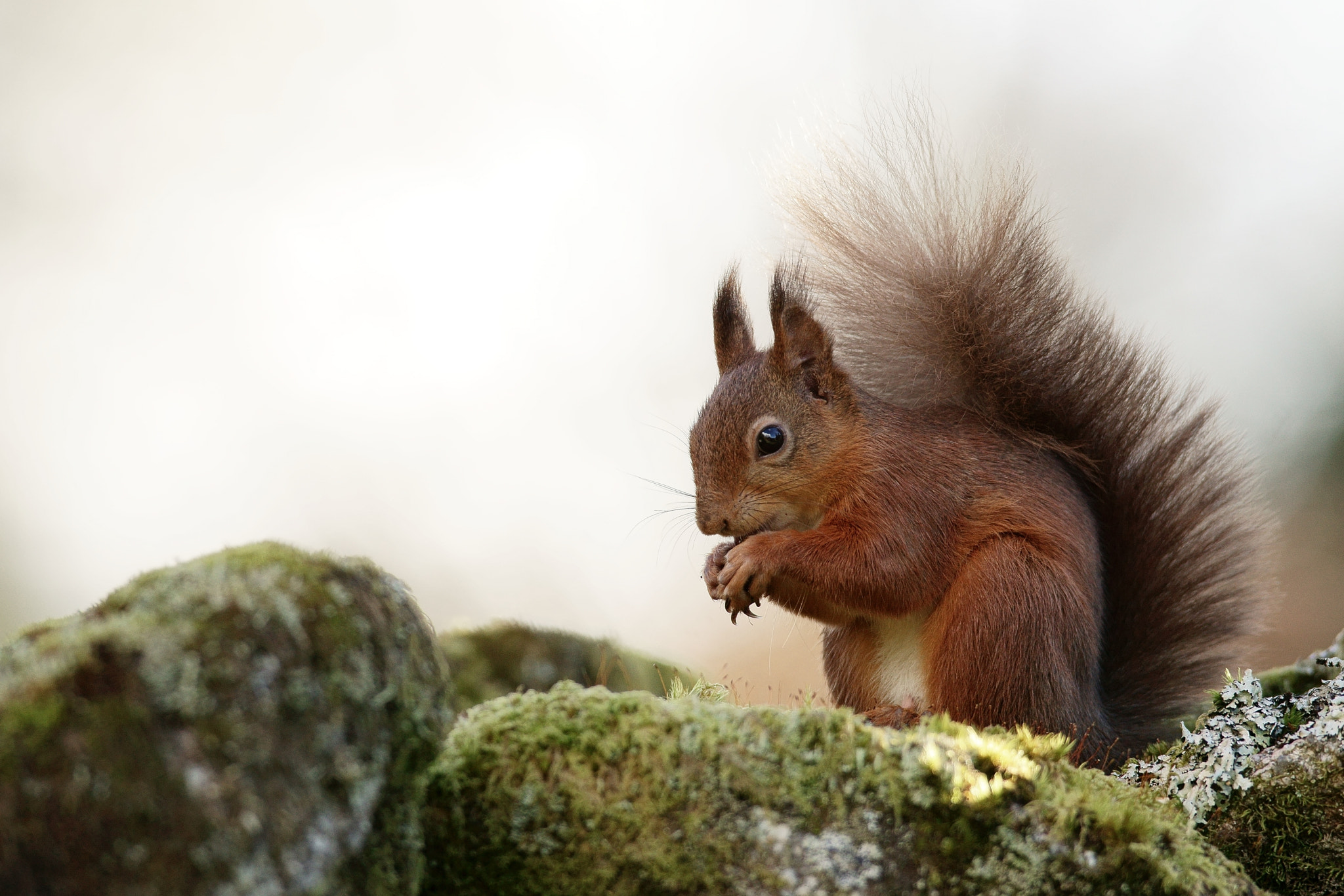 Sony 300mm F2.8 G SSM II sample photo. 'derek' photography