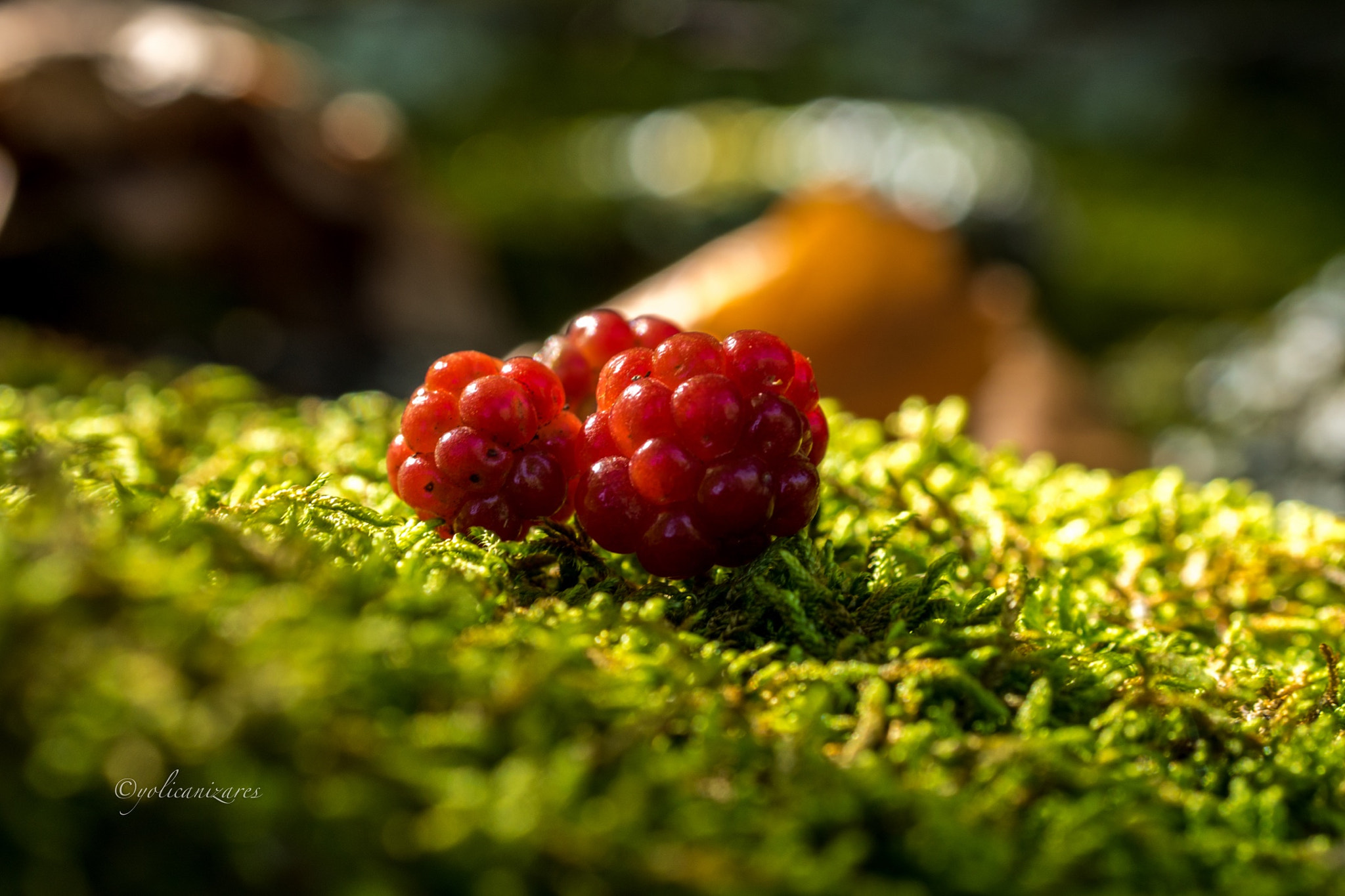 Panasonic Lumix G 42.5mm F1.7 ASPH Power OIS sample photo. Frutas del bosque photography