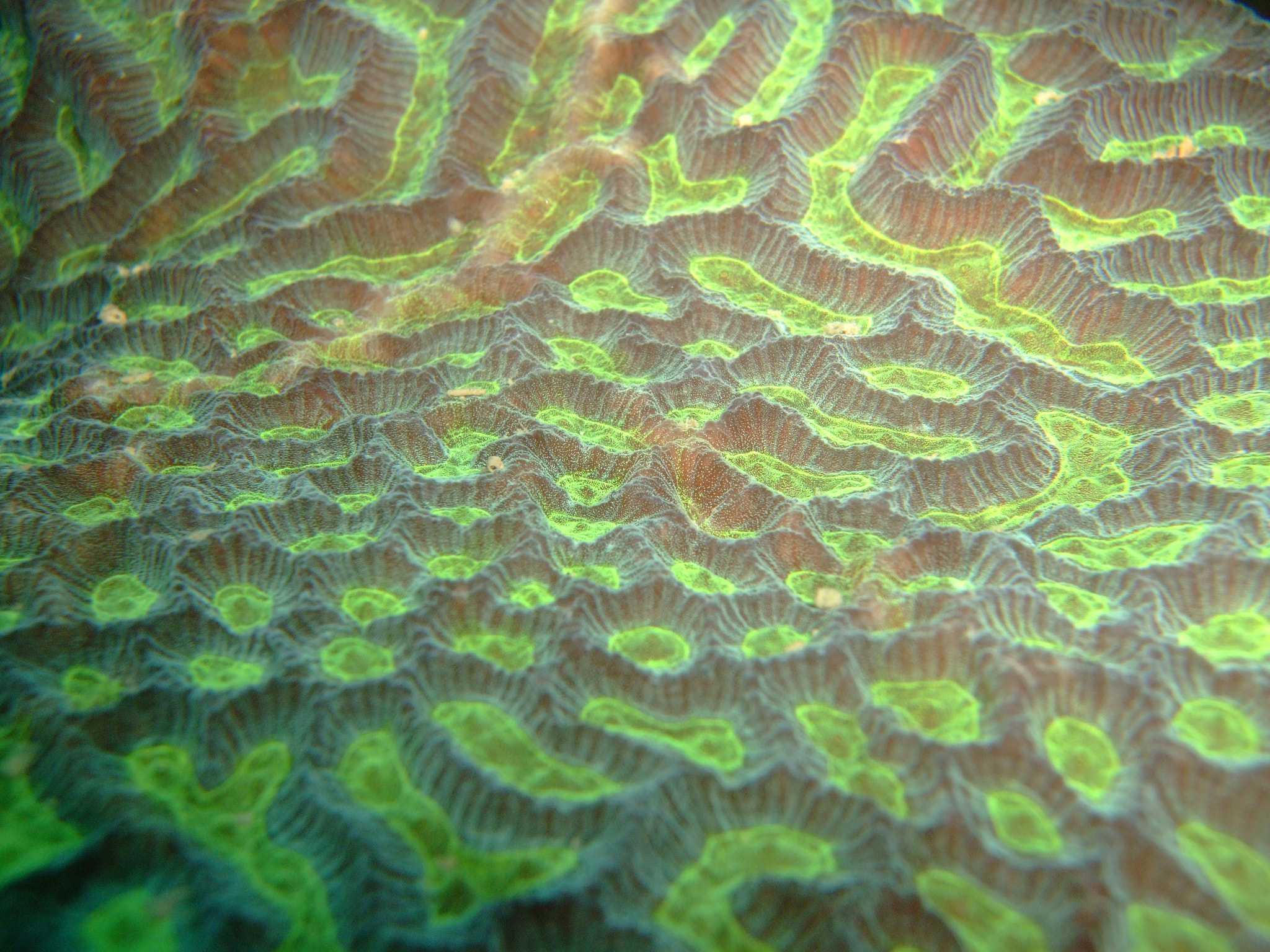 Fujifilm FinePix F50fd sample photo. Coral ridges photography