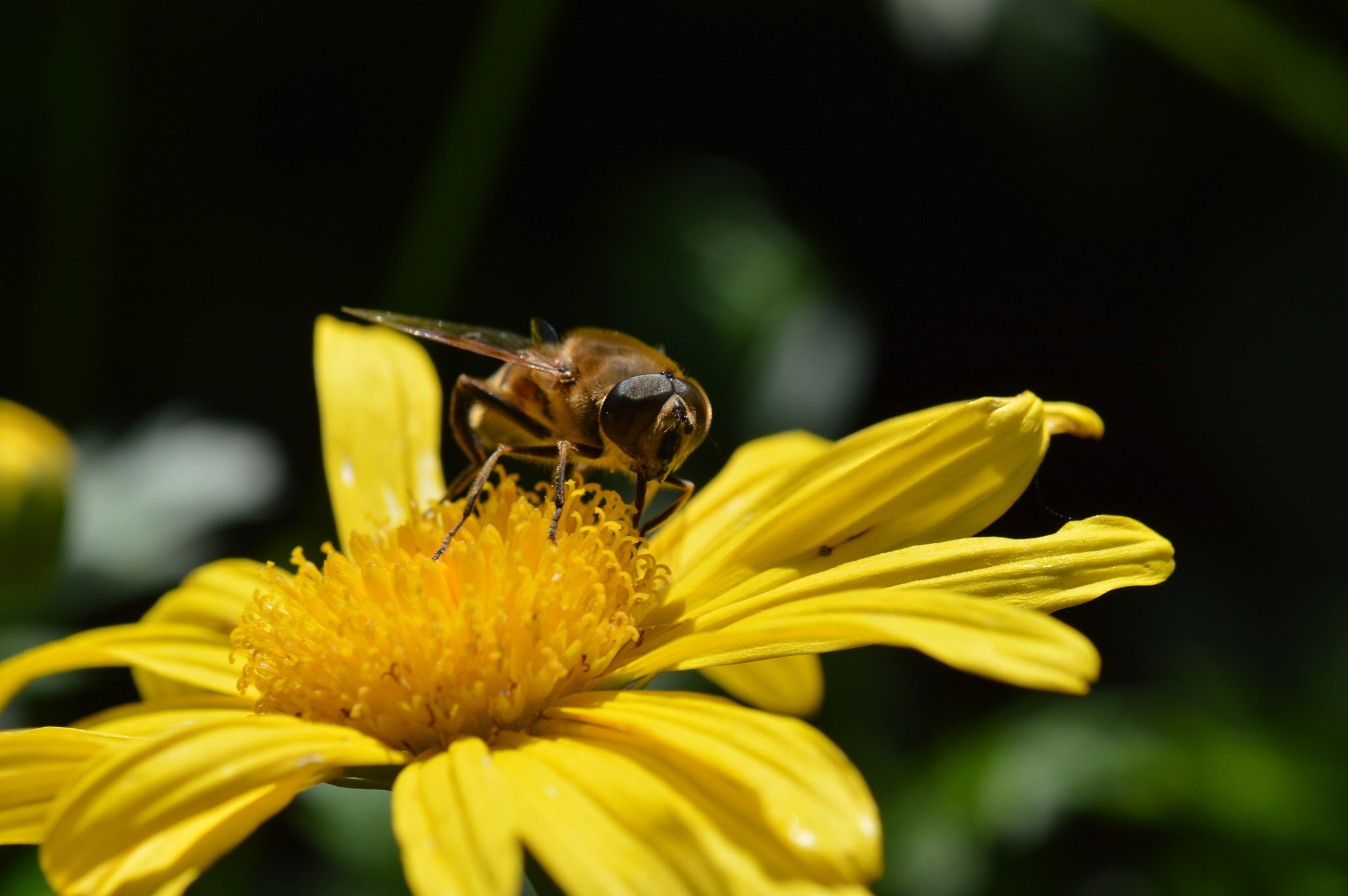 Nikon AF-S DX Micro-Nikkor 85mm F3.5G ED VR sample photo. Abeille photography