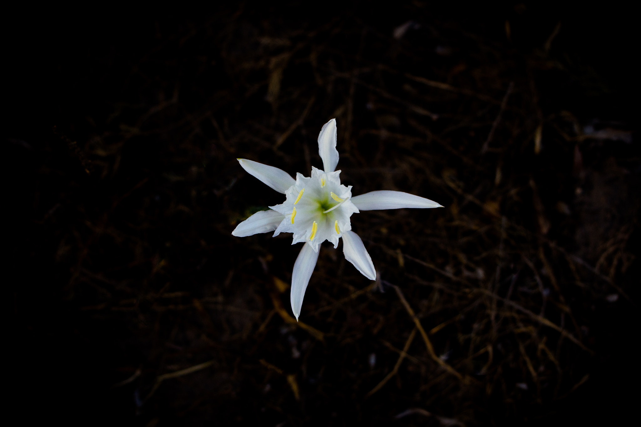 Canon EOS 700D (EOS Rebel T5i / EOS Kiss X7i) + Canon EF 38-76mm f/4.5-5.6 sample photo. The flower of the desert photography