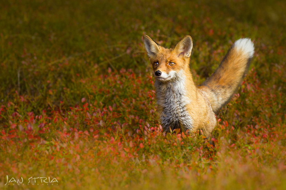 Canon EF 70-300mm F4-5.6L IS USM sample photo. Foxy photography