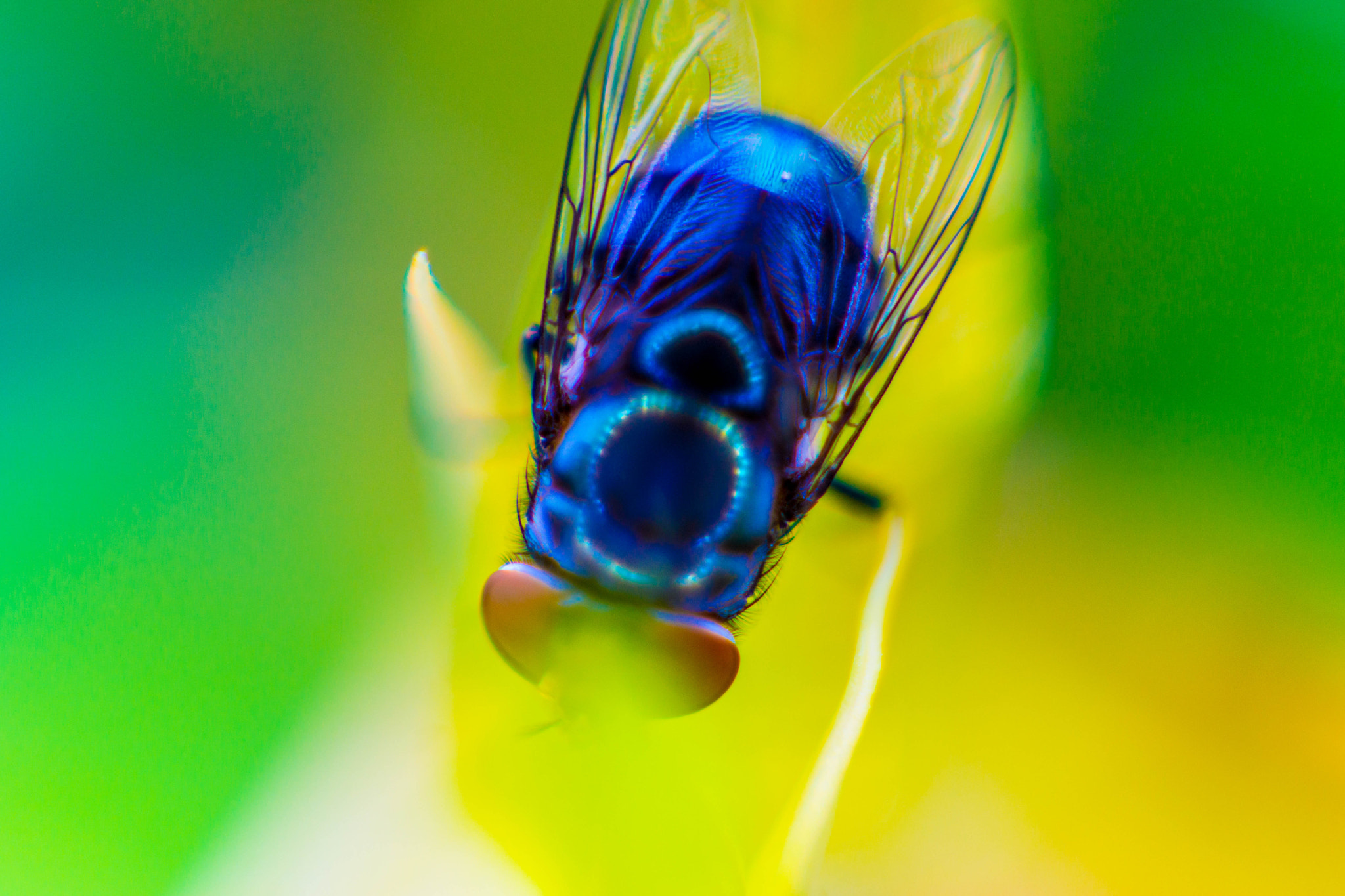 Sony SLT-A77 + Sony DT 50mm F1.8 SAM sample photo. Blow fly photography
