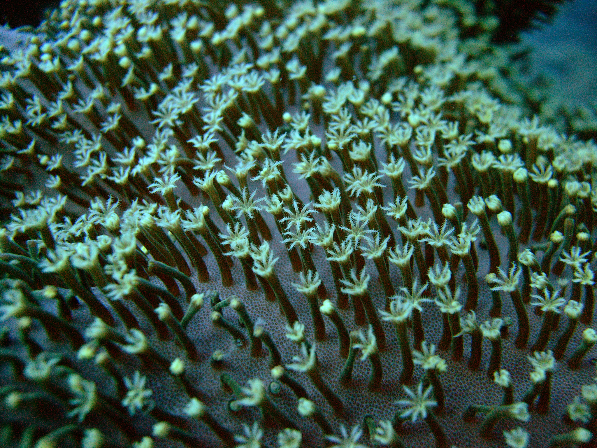 Fujifilm FinePix F50fd sample photo. Mushroom coral polyps photography