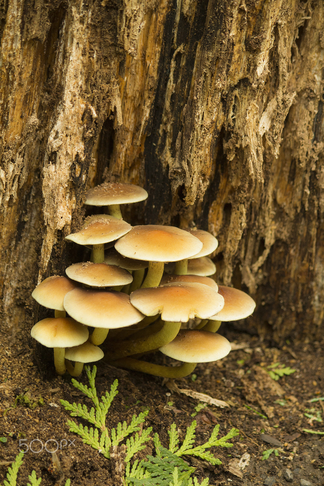 Canon EF-S 55-250mm F4-5.6 IS sample photo. Mushroom village photography