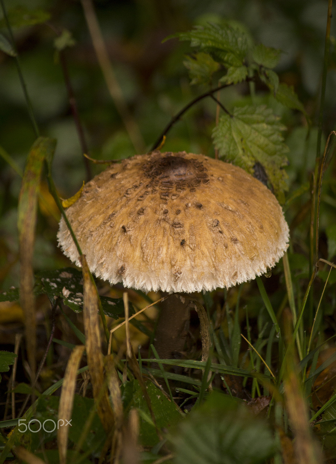 Canon EF-S 55-250mm F4-5.6 IS sample photo. Medium brown photography