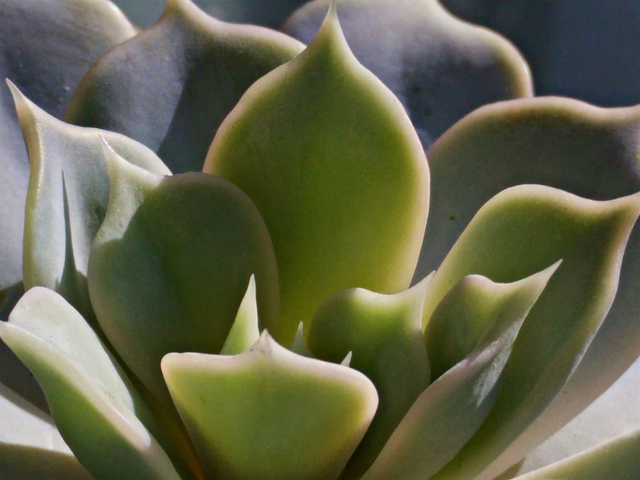 OnePlus ONE sample photo. Sukkulente 2... photography