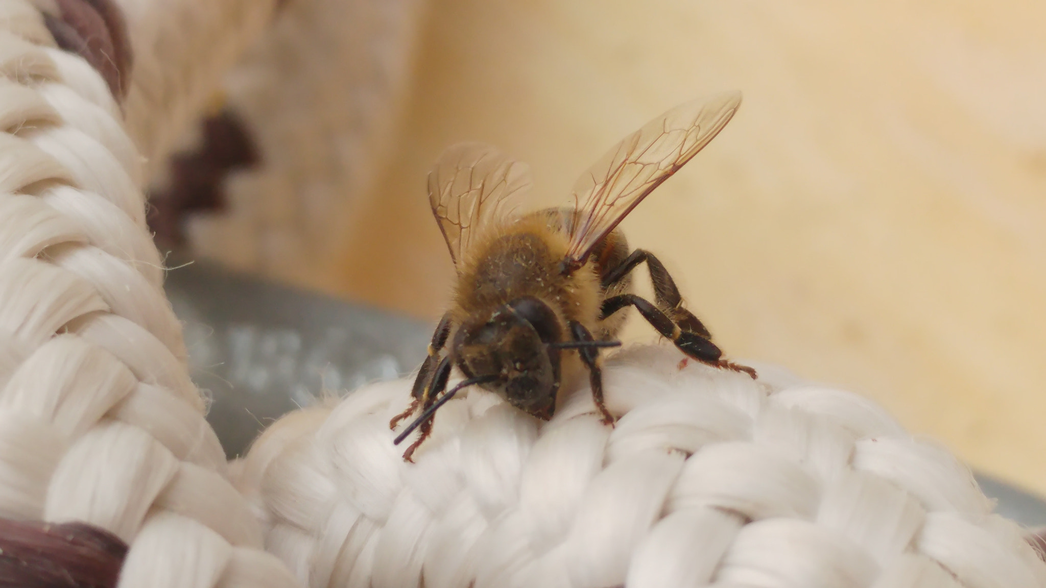 LG H850TR sample photo. Friend bee :) photography