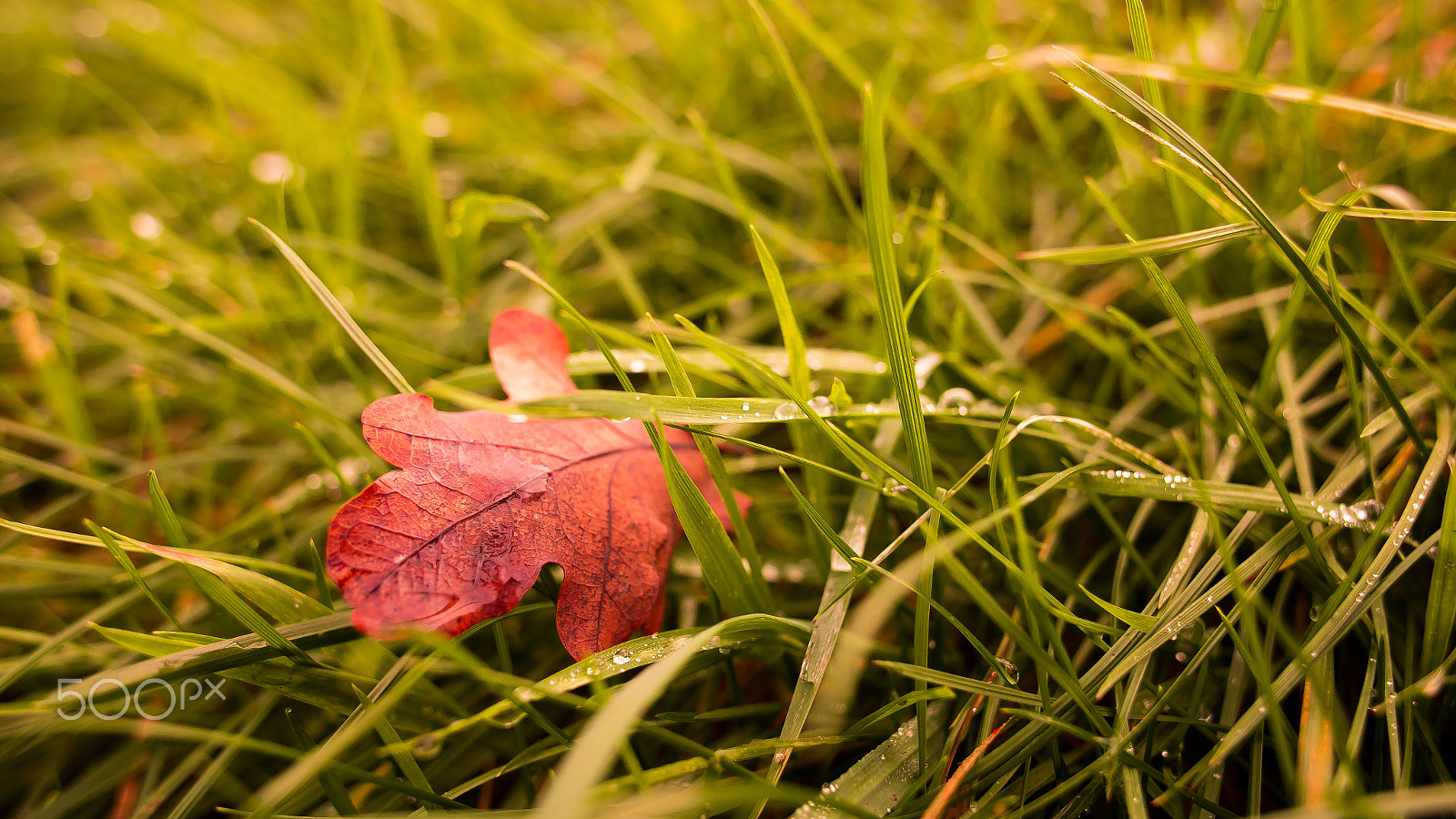 Canon EOS 6D sample photo. Autumn photography