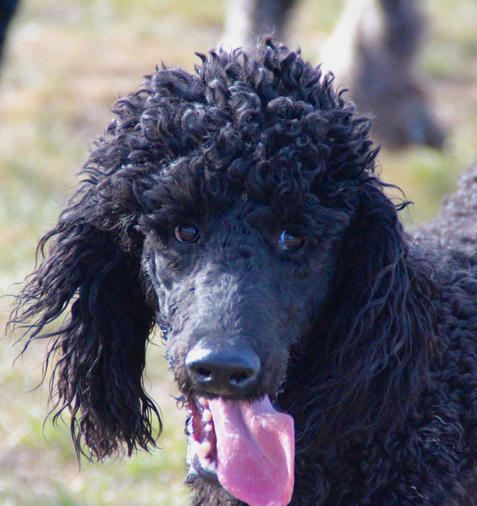 Canon EOS 700D (EOS Rebel T5i / EOS Kiss X7i) + Tamron AF 18-200mm F3.5-6.3 XR Di II LD Aspherical (IF) Macro sample photo. Standard poodle play. argent and ebony photography