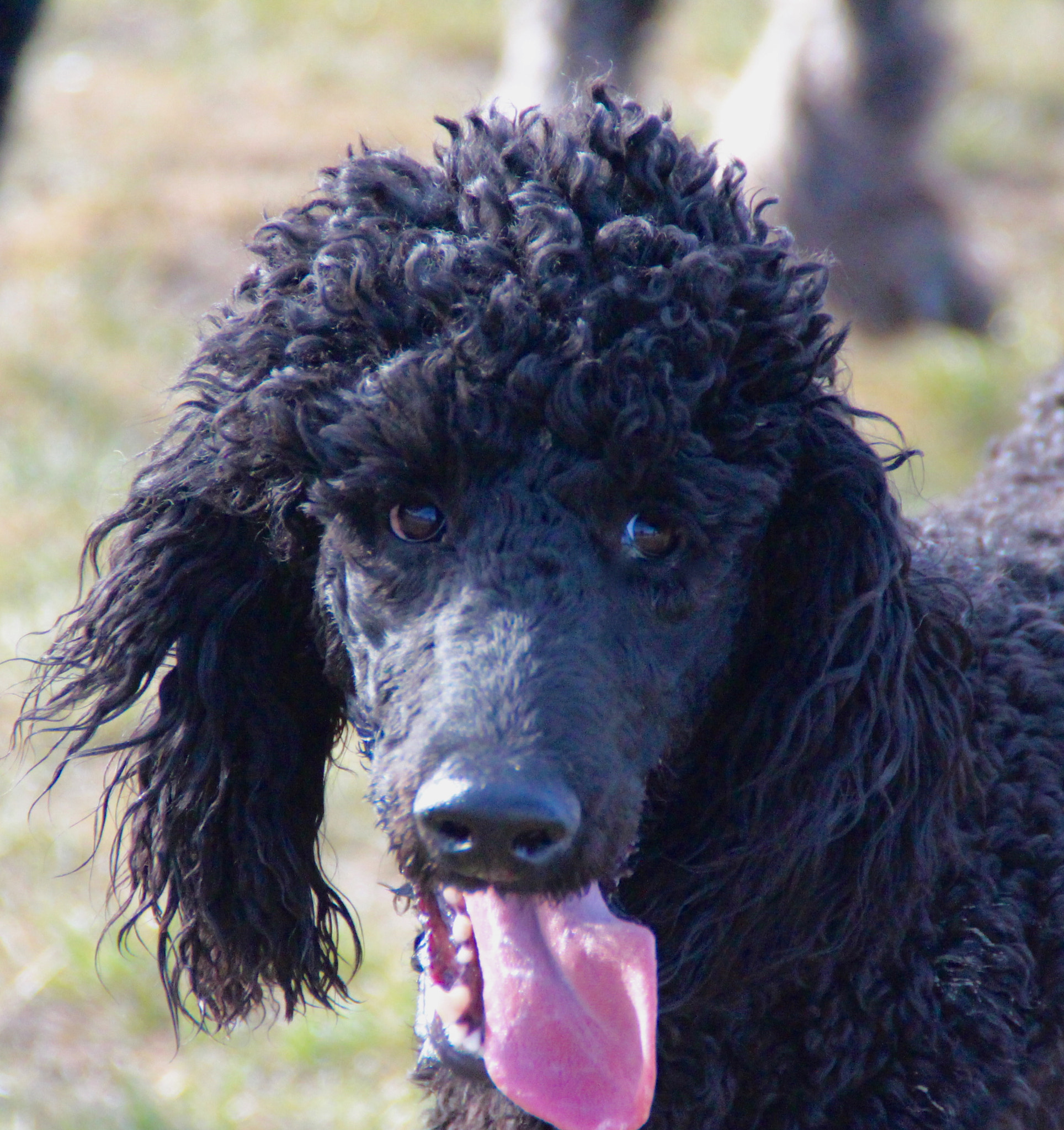 Canon EOS 700D (EOS Rebel T5i / EOS Kiss X7i) sample photo. Standard poodle play. argent and ebony photography