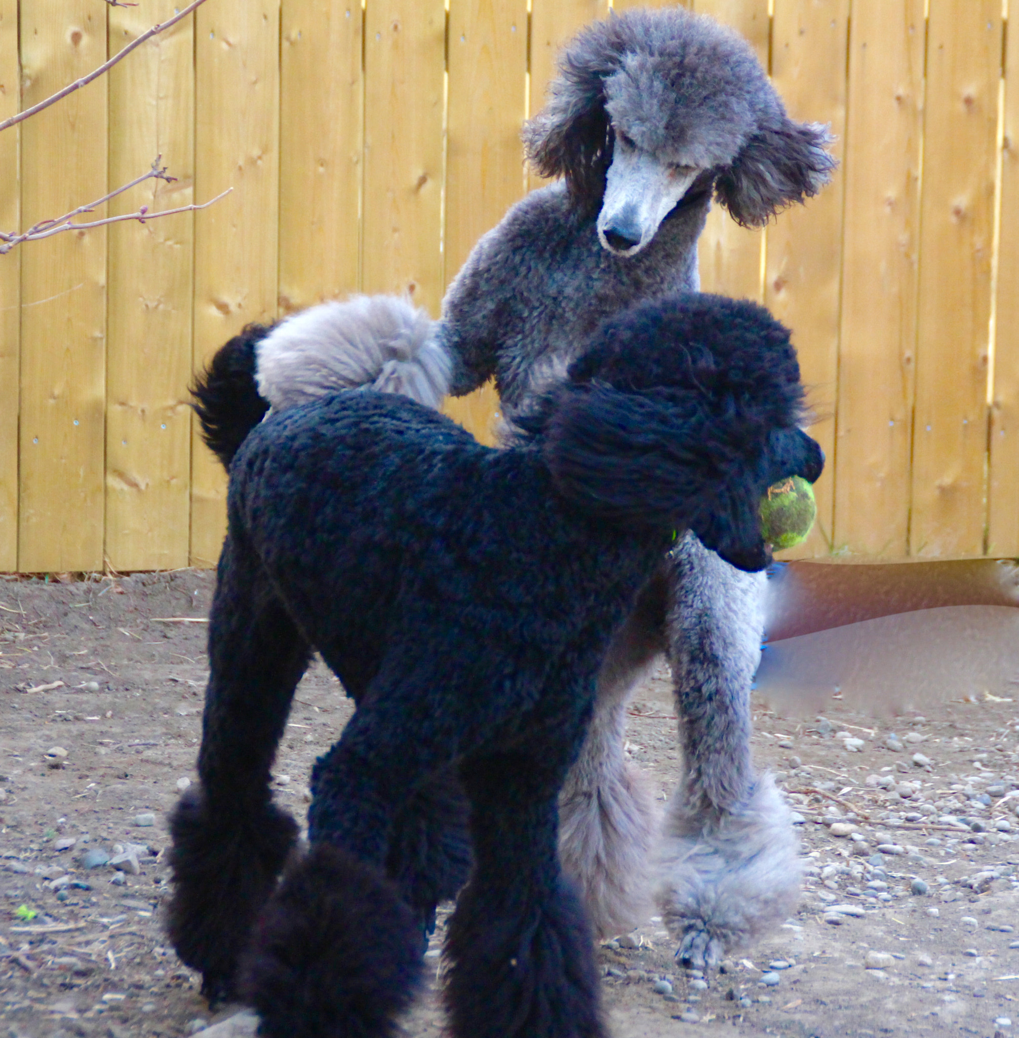 Canon EOS 700D (EOS Rebel T5i / EOS Kiss X7i) sample photo. Standard poodle play. argent and ebony photography