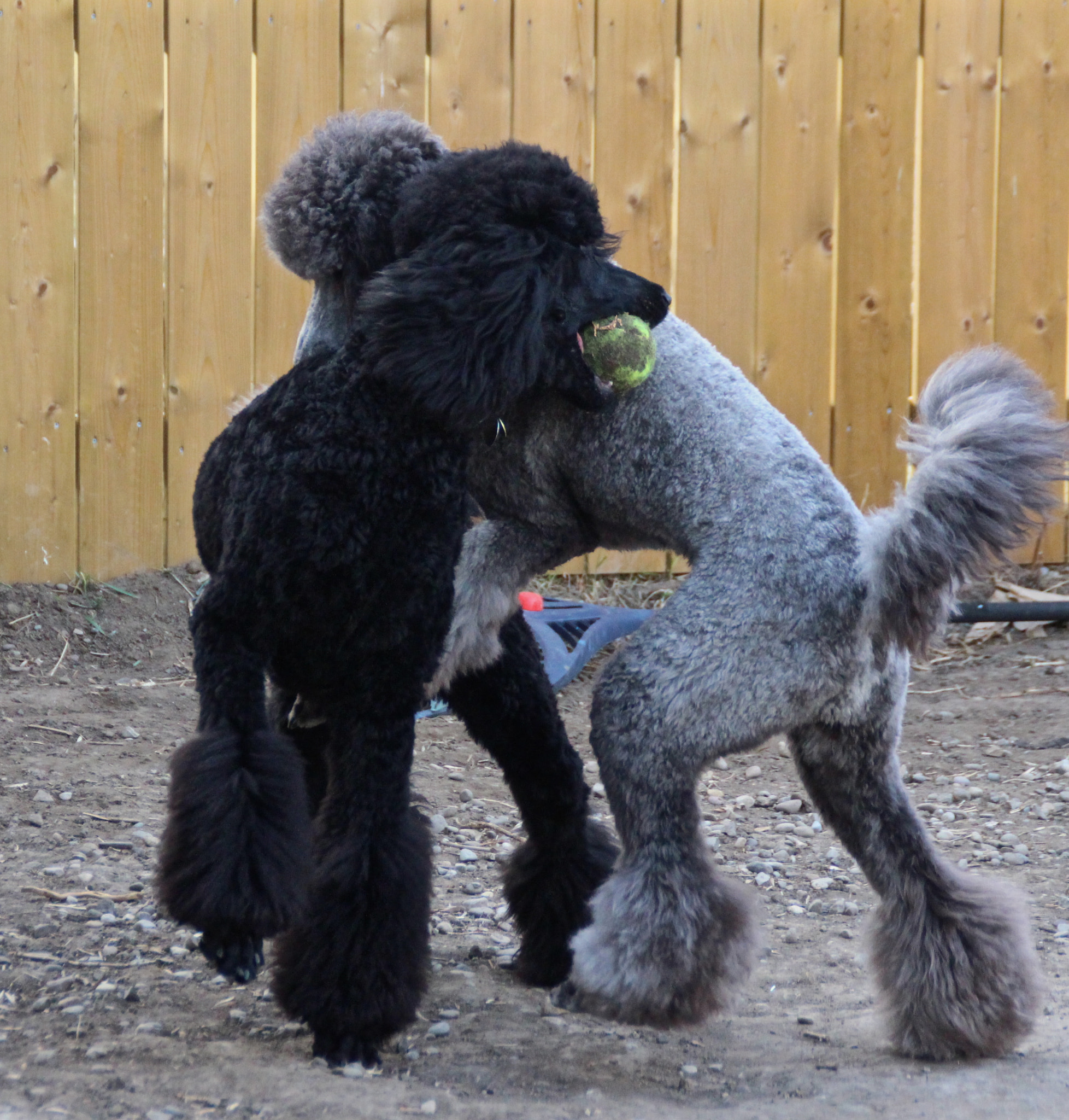 Canon EOS 700D (EOS Rebel T5i / EOS Kiss X7i) + Tamron AF 18-200mm F3.5-6.3 XR Di II LD Aspherical (IF) Macro sample photo. Standard poodle play. argent and ebony photography