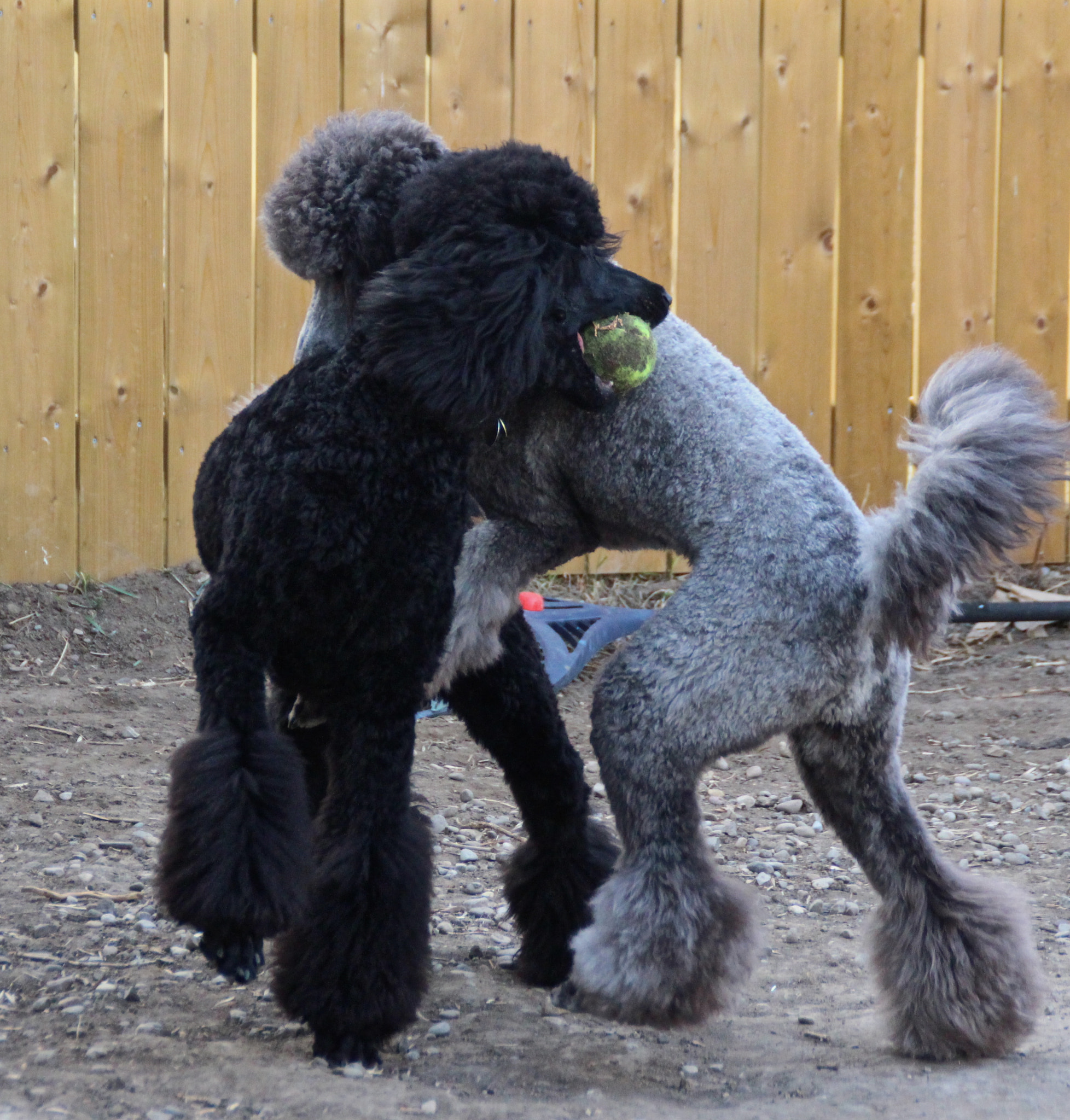 Canon EOS 700D (EOS Rebel T5i / EOS Kiss X7i) sample photo. Standard poodle play. argent and ebony photography
