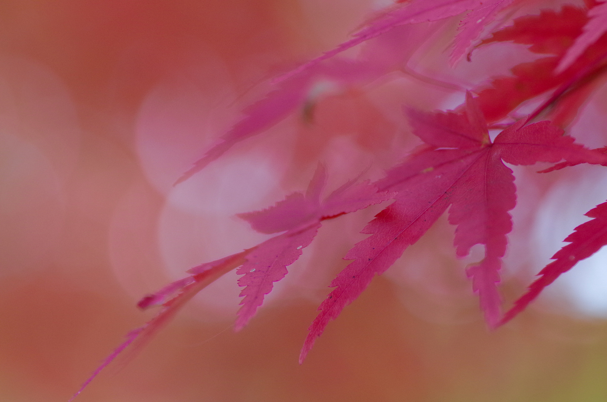 Pentax smc D-FA 100mm F2.8 Macro WR sample photo