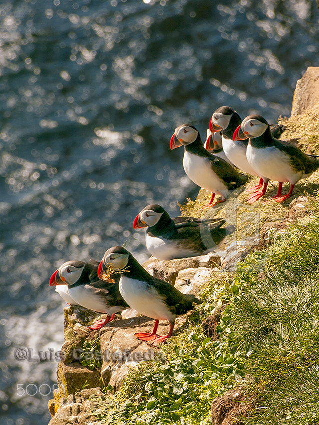 Panasonic Lumix DMC-GH1 + Panasonic Leica D Vario-Elmar 14-150mm F3.5-5.6 Asph Mega OIS sample photo. Puffins (fratercula arctica) photography