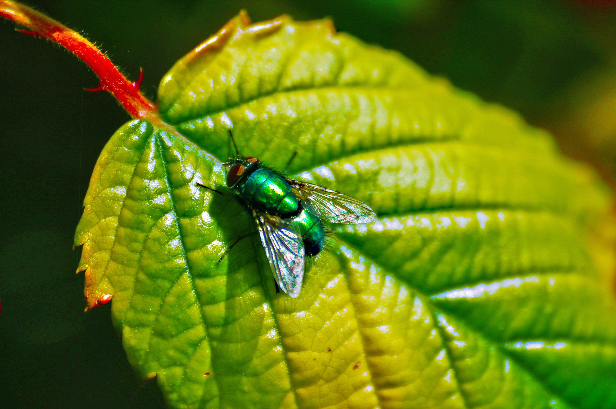 Nikon D50 sample photo. Green photography