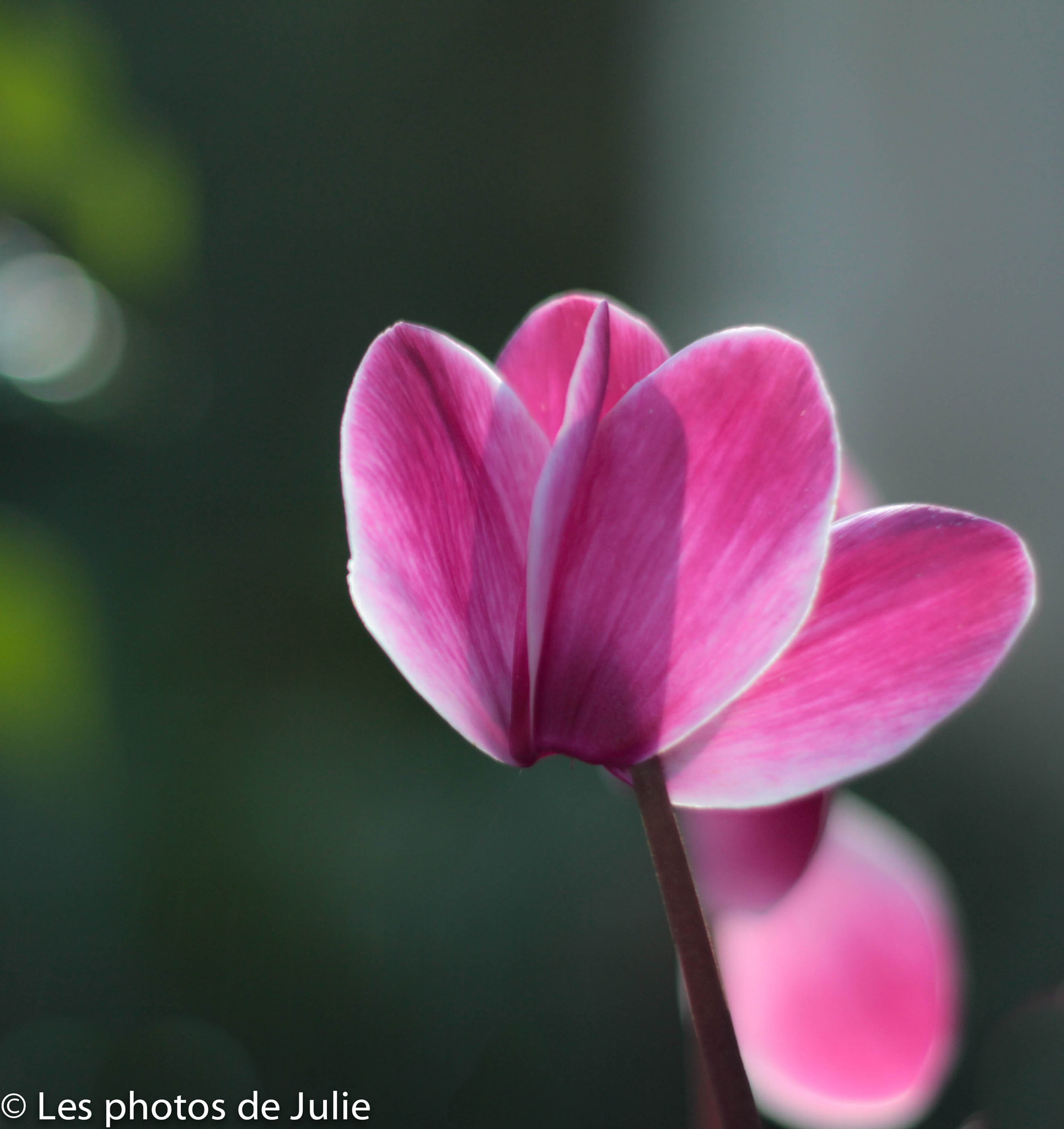 Canon EF 50mm f/1.8 sample photo. Cyclamen photography