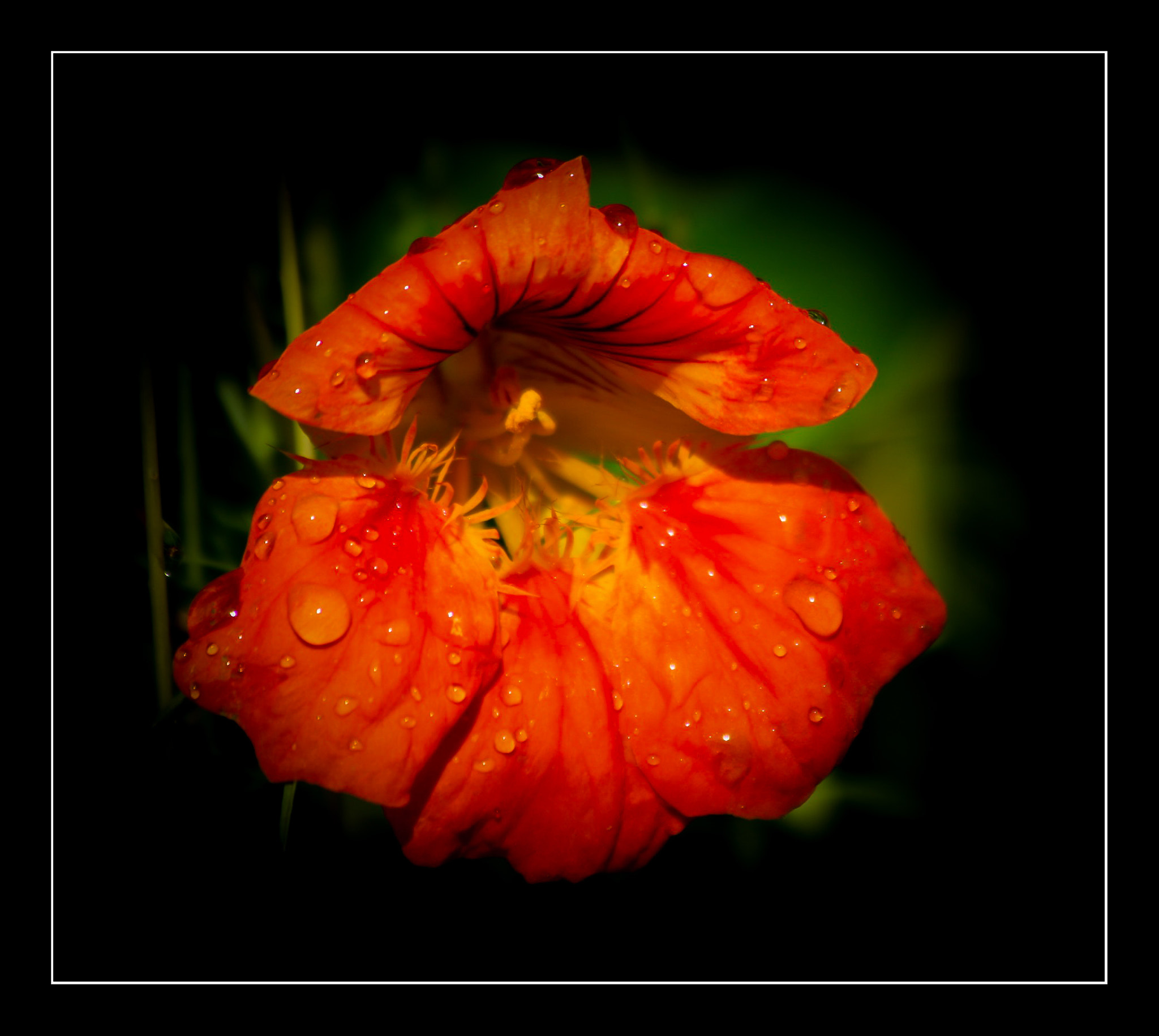 Canon EF 70-300mm F4-5.6 IS USM sample photo. Nach einem sommerregen. photography