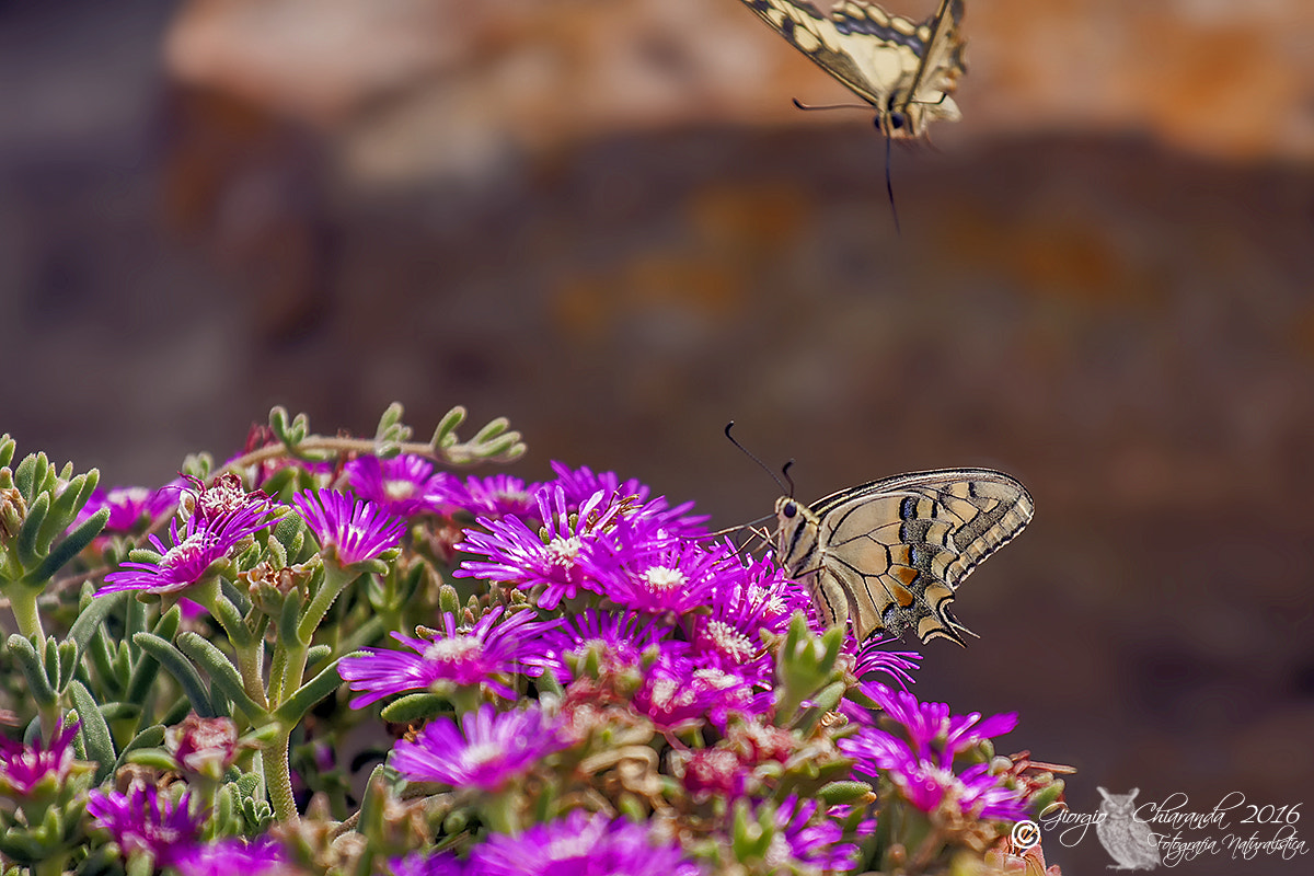 Canon EOS 40D + Canon EF 70-200mm F4L IS USM sample photo. Machaone d'ottobre photography