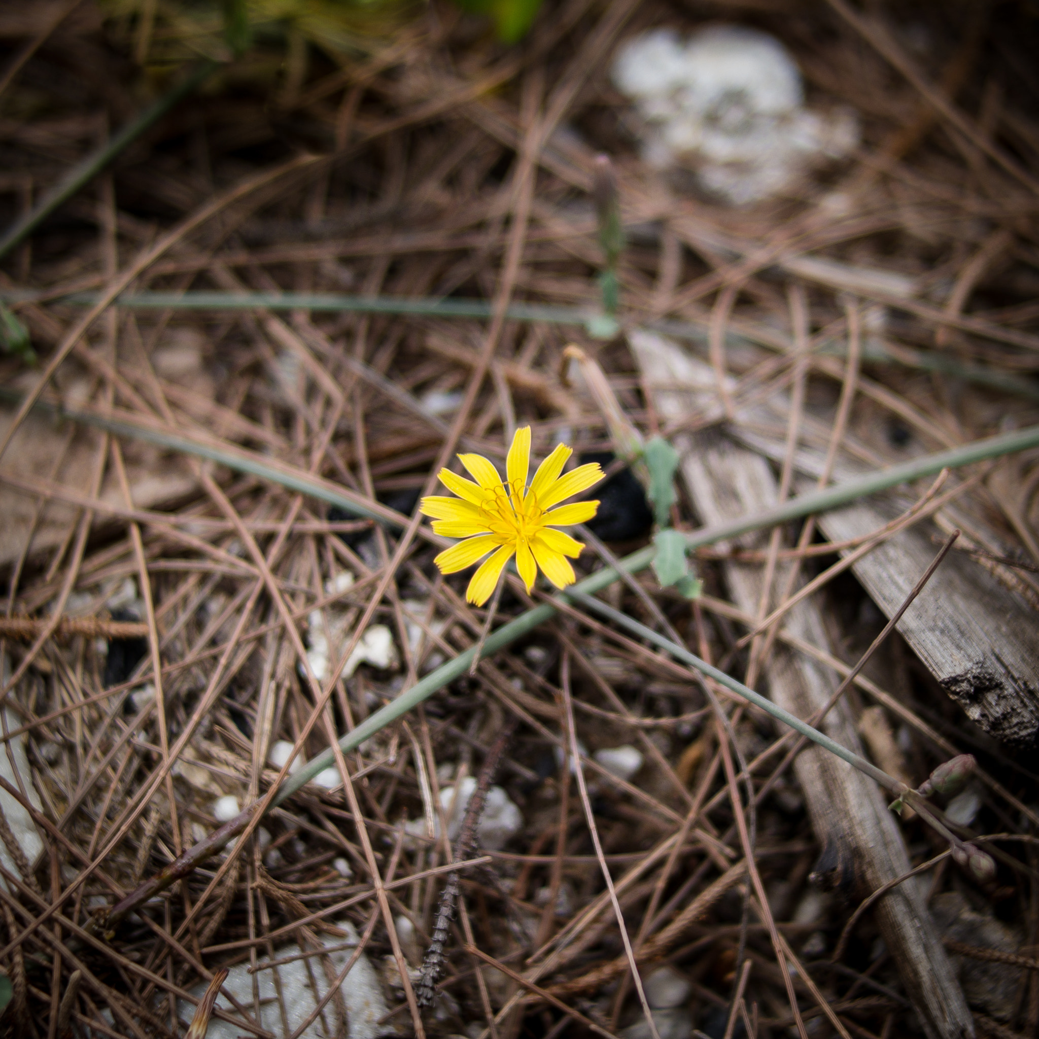 Samsung NX300 + NX 45mm F1.8 [T6] 2D/3D sample photo. Yellow flower photography