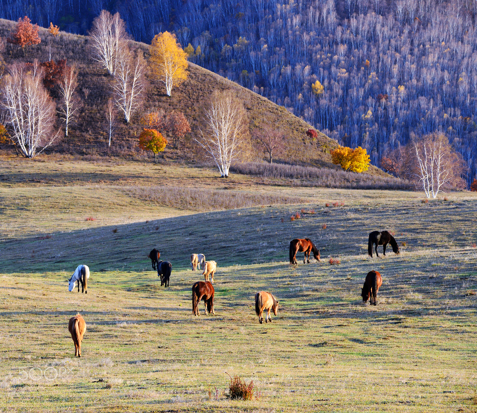 Nikon D800E + Sigma 70-200mm F2.8 EX DG OS HSM sample photo. Autumn scenery photography