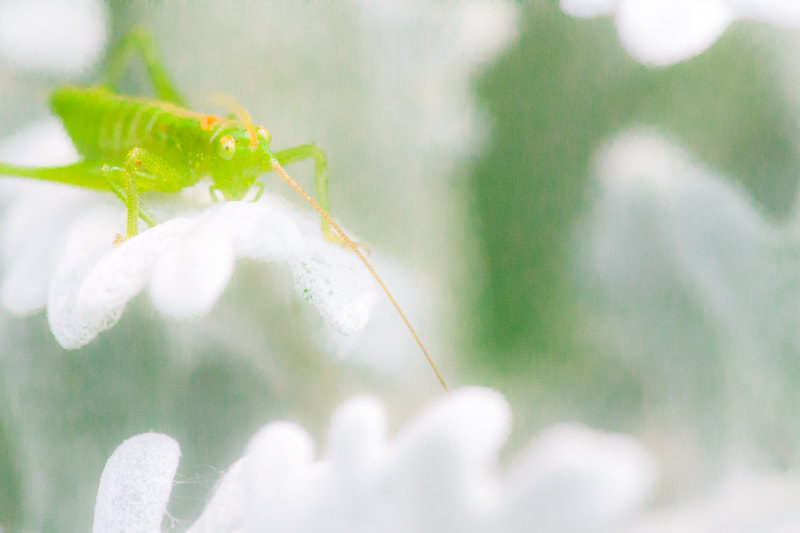 Canon EF 180mm F3.5L Macro USM sample photo. Grasshopper photography