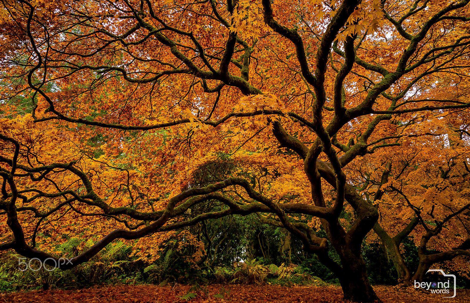 Sony a99 II sample photo. My autumn photography