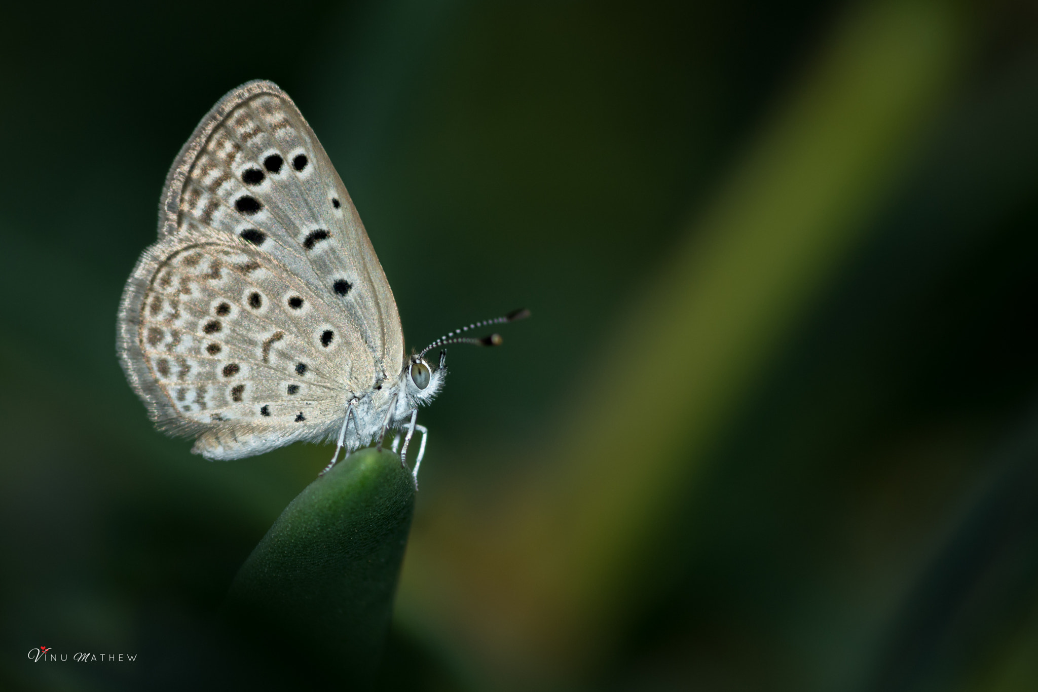 Tokina AT-X Pro 100mm F2.8 Macro sample photo. Dark grass blue photography