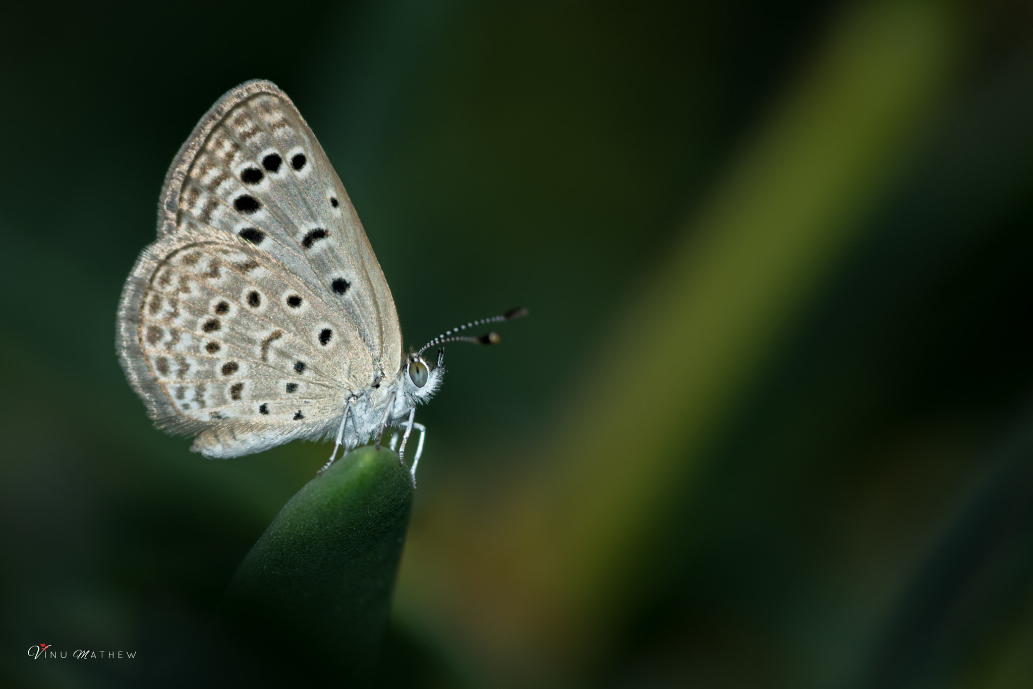 Nikon D7200 + Tokina AT-X Pro 100mm F2.8 Macro sample photo. Dark grass blue photography