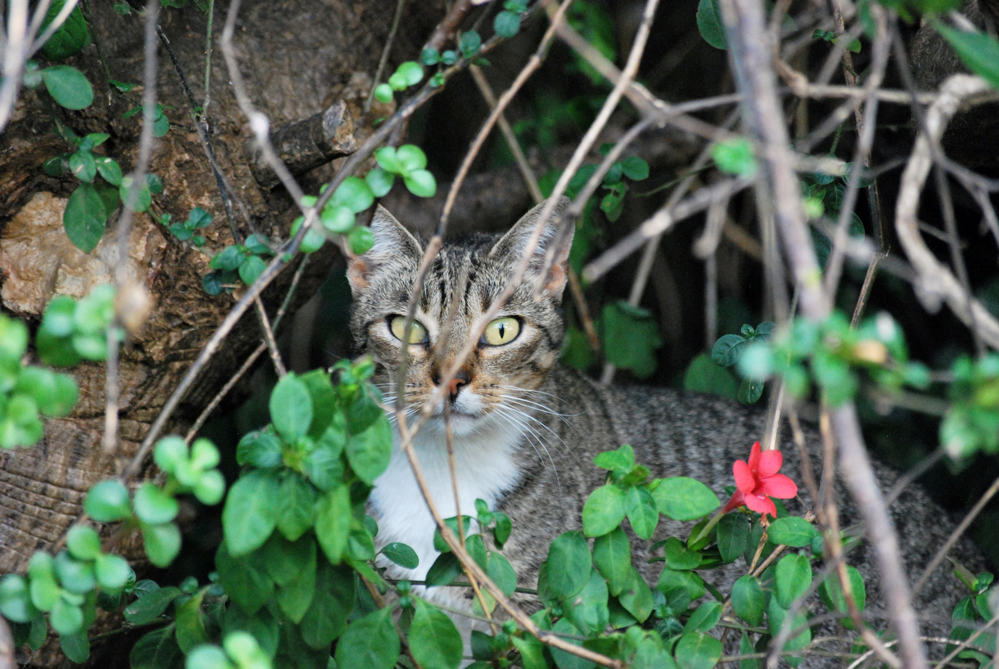 Nikon D60 sample photo. Natural camouflage photography