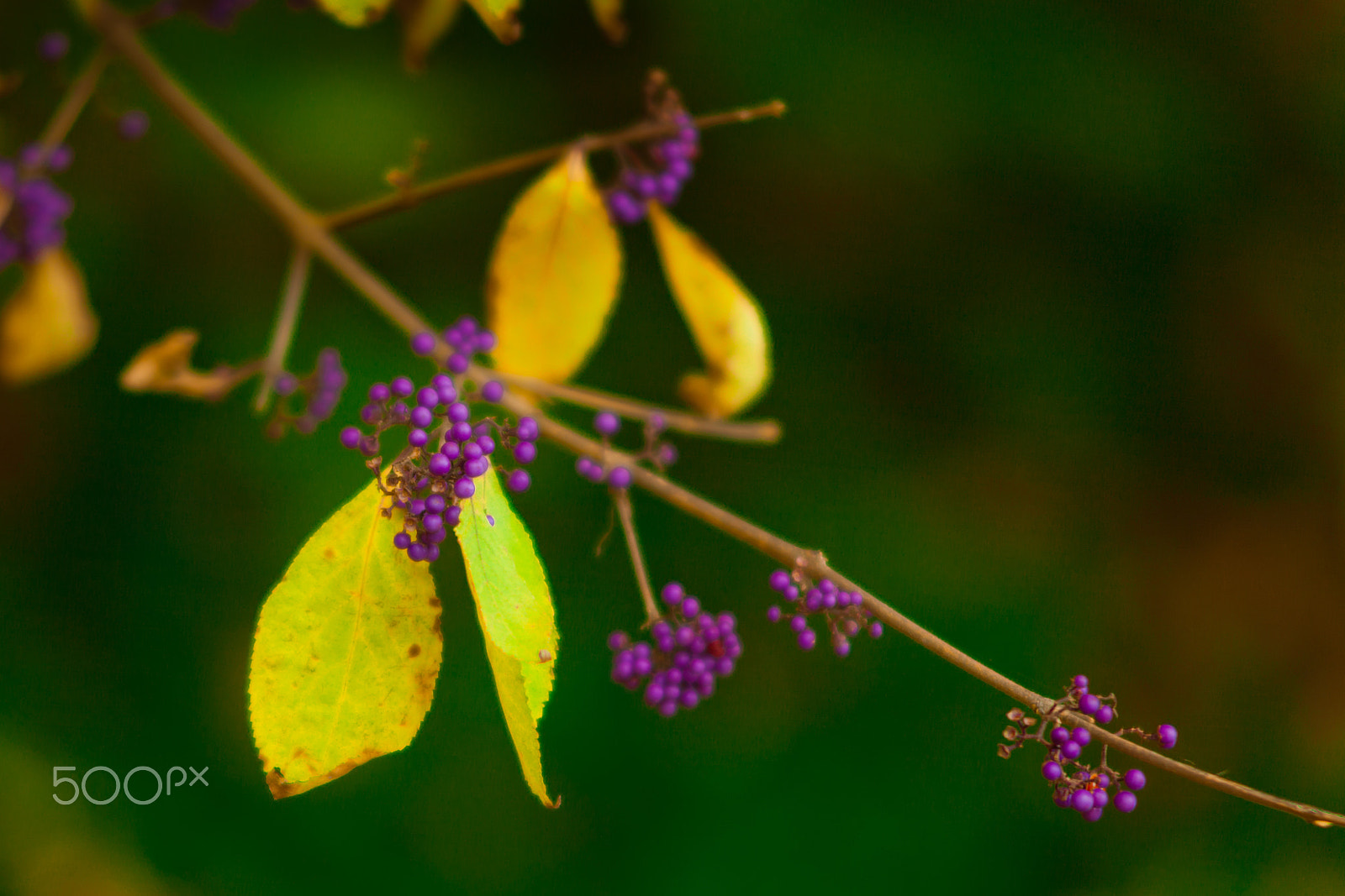 Canon EF 135mm F2.8 SF sample photo. Leafs photography
