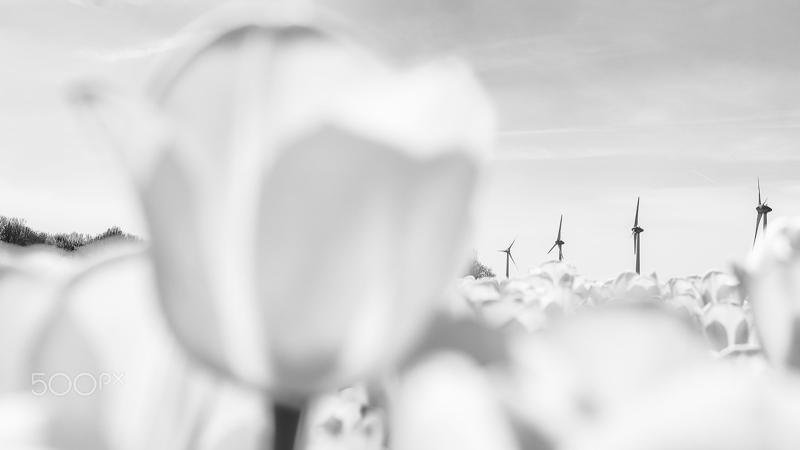 Sony Alpha DSLR-A900 sample photo. White tulip field in holland photography