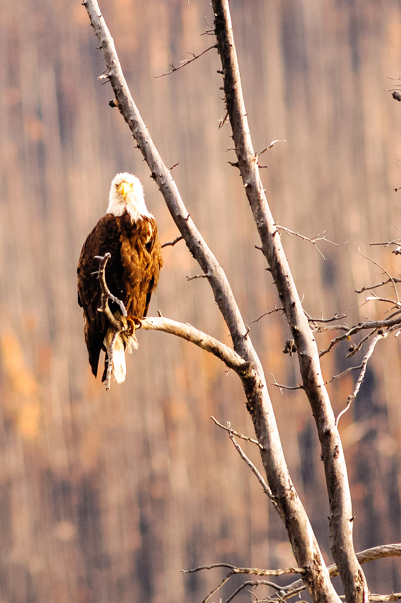 Nikon D700 + AF Nikkor 300mm f/4 IF-ED sample photo. Bald eagle photography
