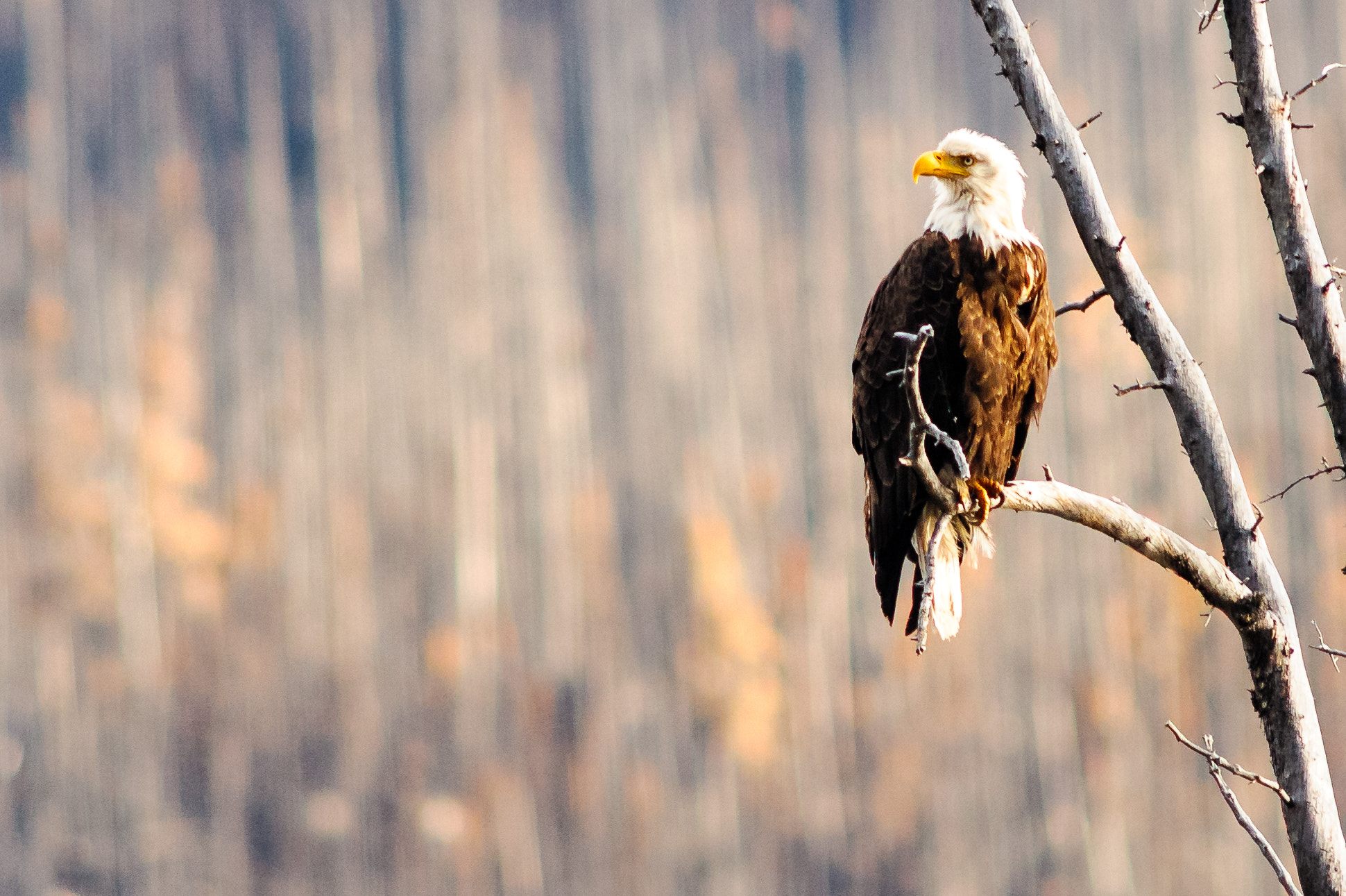 Nikon D700 + AF Nikkor 300mm f/4 IF-ED sample photo. Bald eagle photography