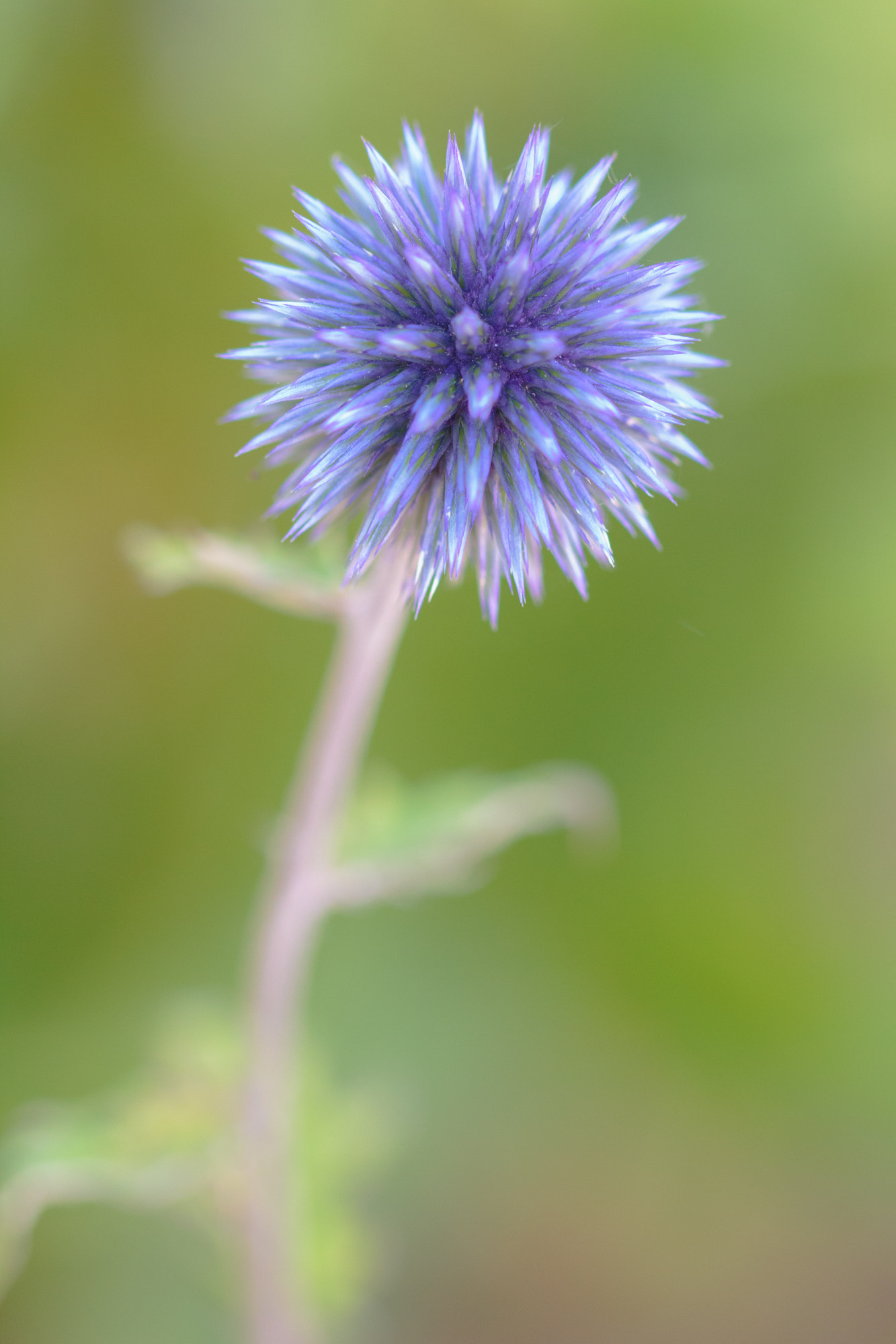 Sigma 105mm F2.8 EX DG OS HSM sample photo. Nature photography