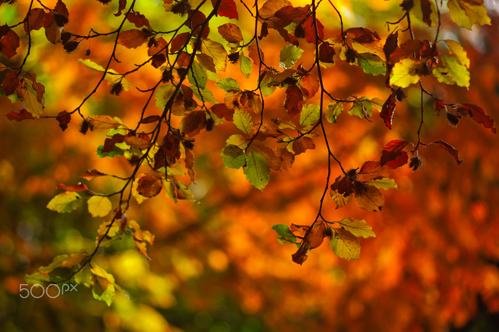 Canon EF 135mm F2.8 SF sample photo. Autumn leafs photography