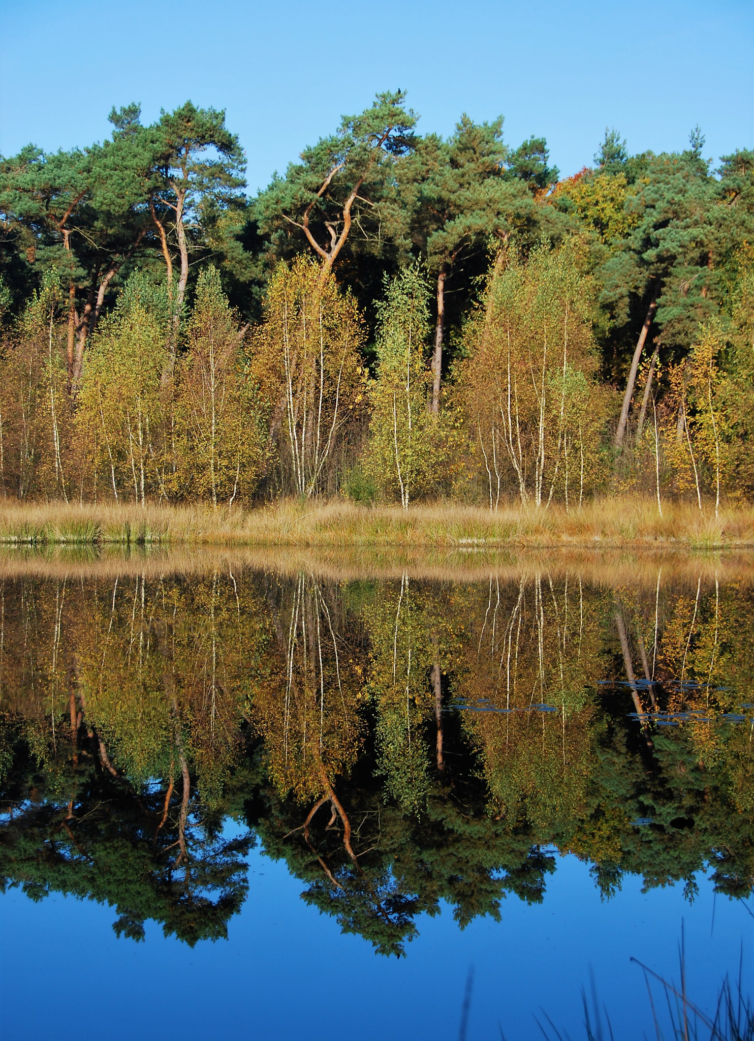 Nikon D60 sample photo. Perfect mirror reflection photography