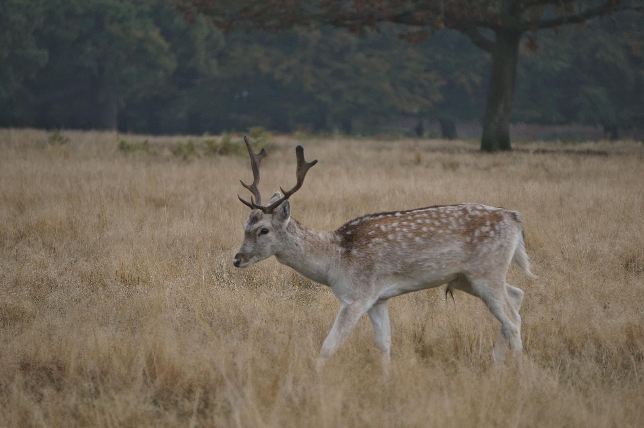 Sony Alpha NEX-5T sample photo. 30/10/2016 richmond,london photography