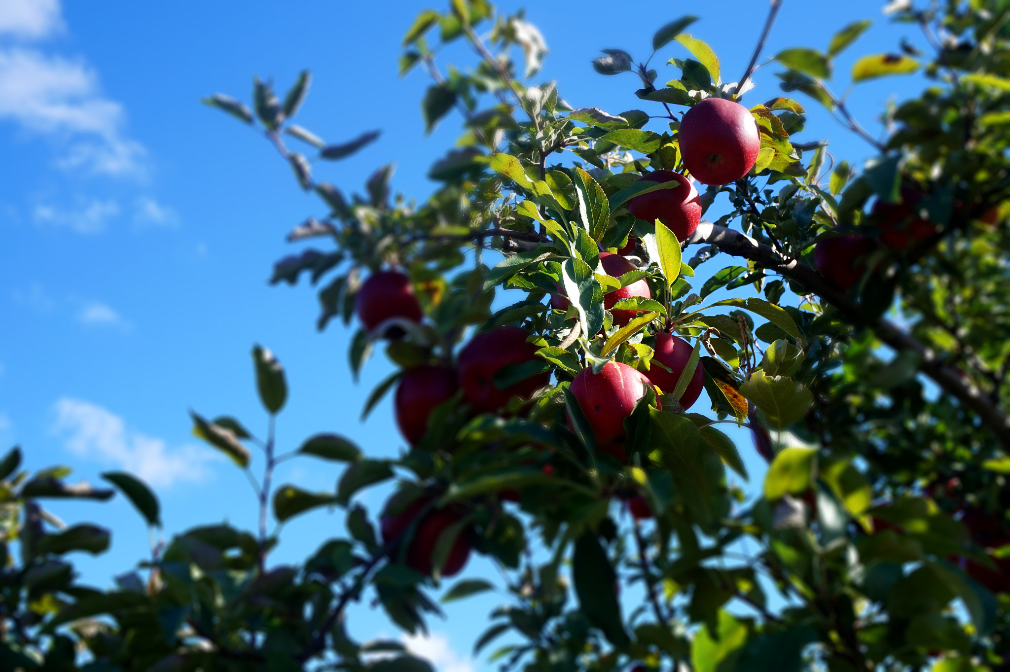 Sony E 16-50mm F3.5-5.6 PZ OSS sample photo. A few good apples photography