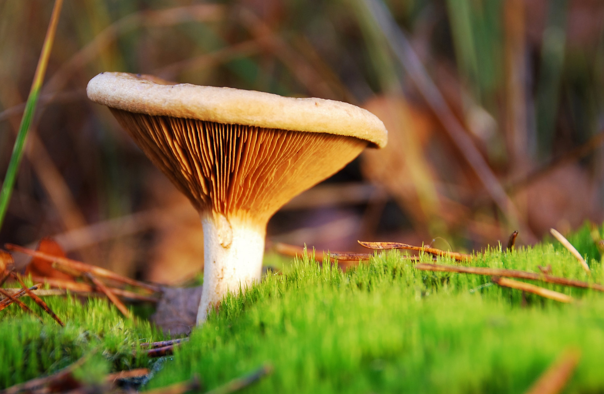 Nikon D60 sample photo. Surprise on the moss photography