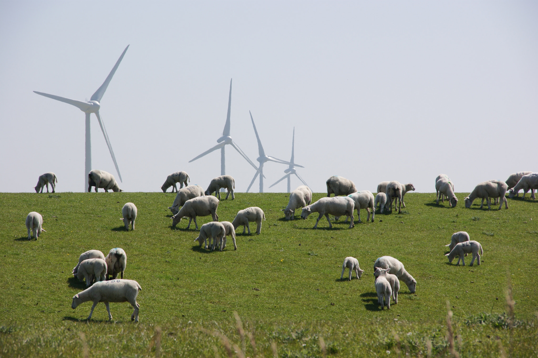 Sony Alpha DSLR-A350 + Sigma 18-200mm F3.5-6.3 DC sample photo. Sheeps, westermarkelsdorf, island of fehmarn/ germany photography