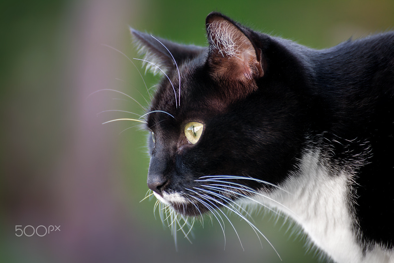 Canon EOS 5D sample photo. Cat portrait hummel photography