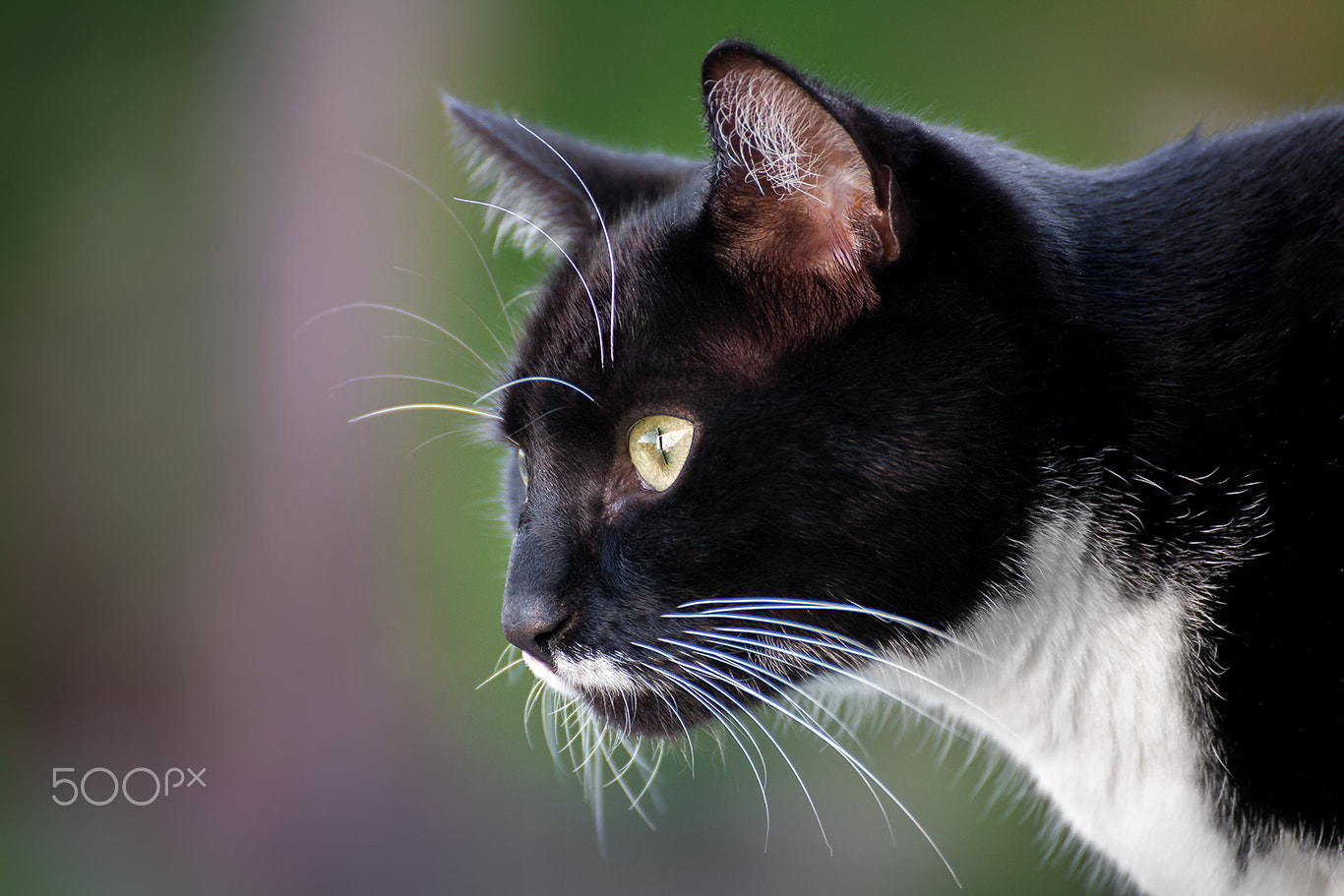 Tamron SP 35mm F1.8 Di VC USD sample photo. Cat portrait hummel photography