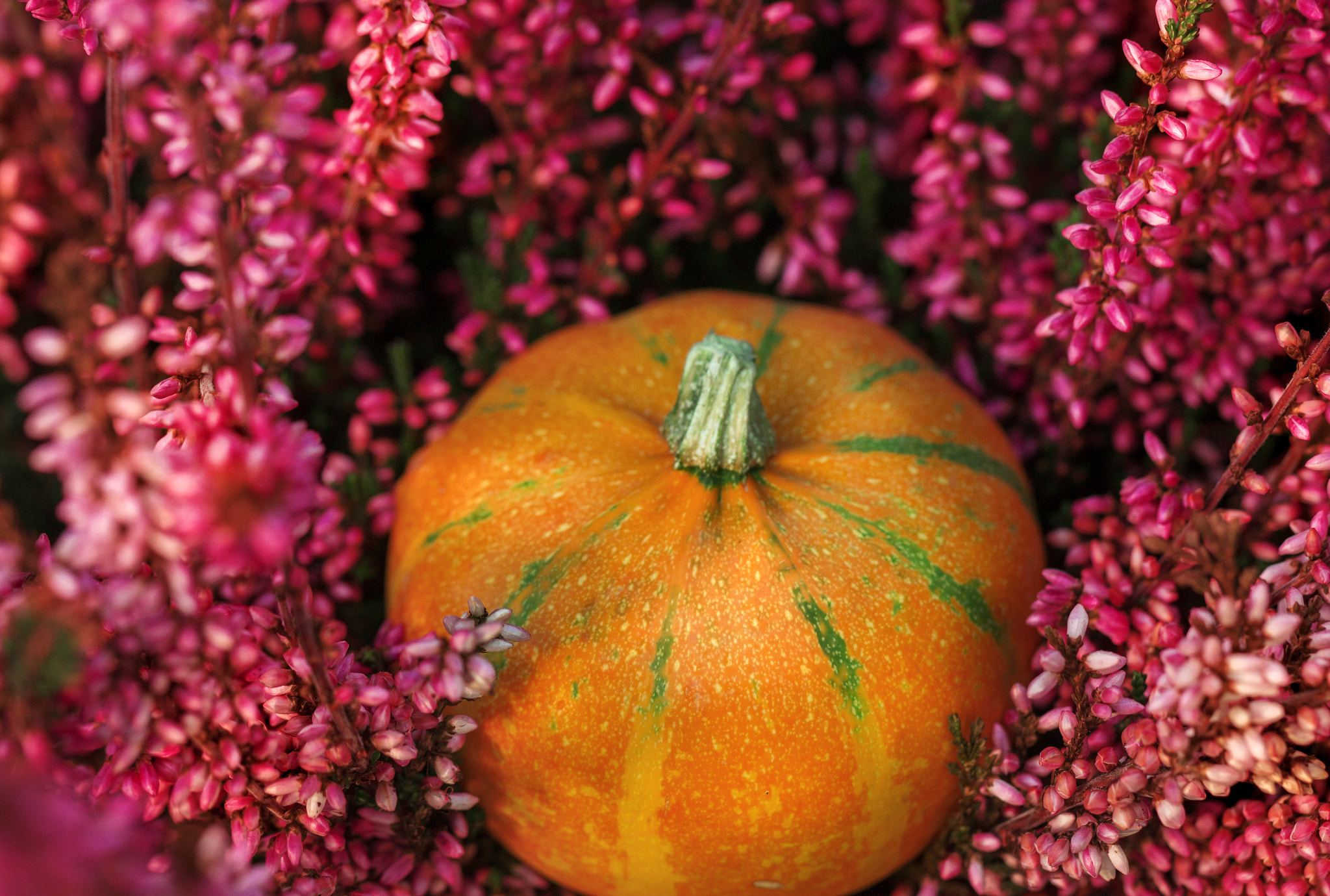 Canon EF 100mm F2.8L Macro IS USM sample photo. Pumpkin in heide photography