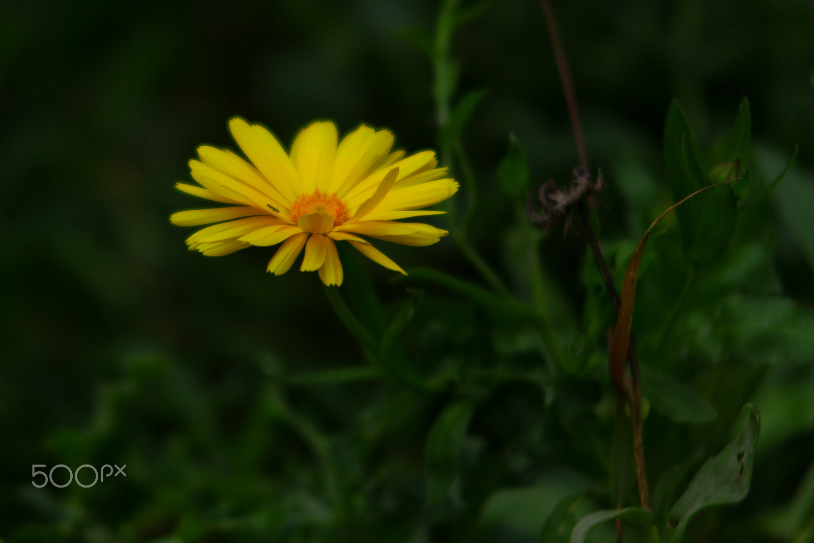 Canon EF 135mm F2.8 SF sample photo. Flower photography